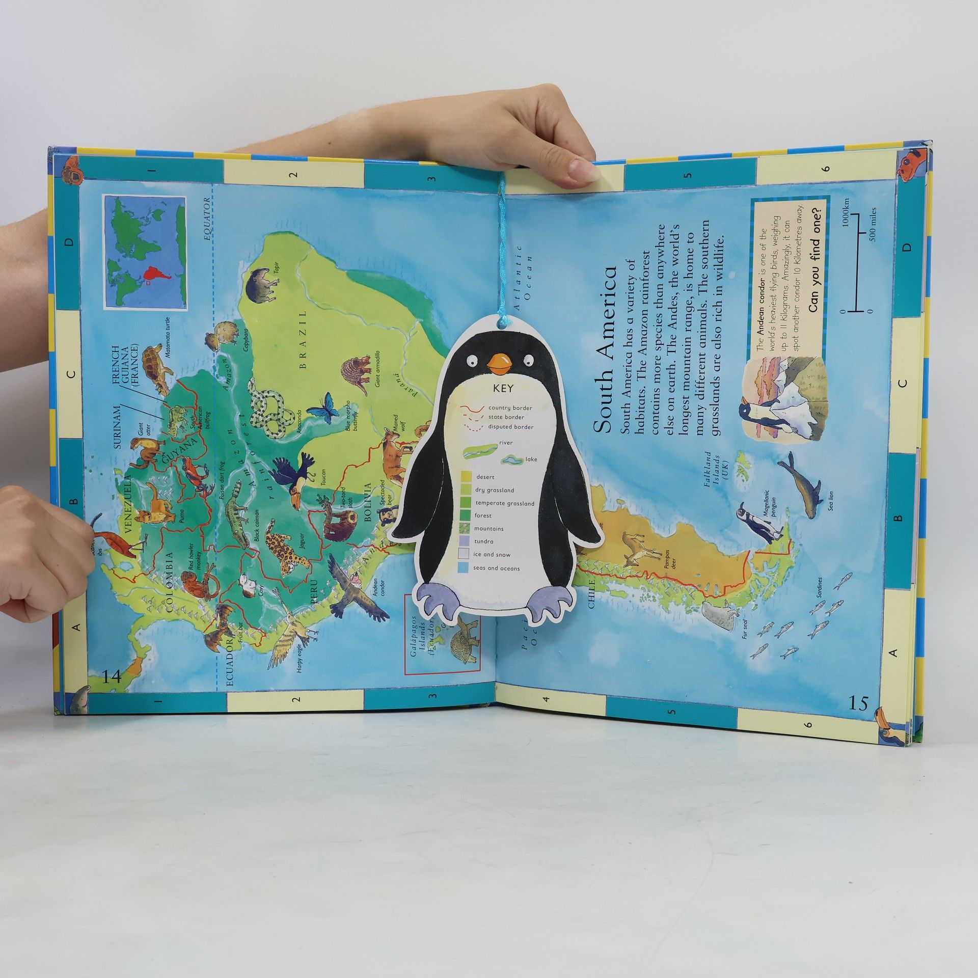 Deborah Chancellor The Kingfisher first animal picture atlas