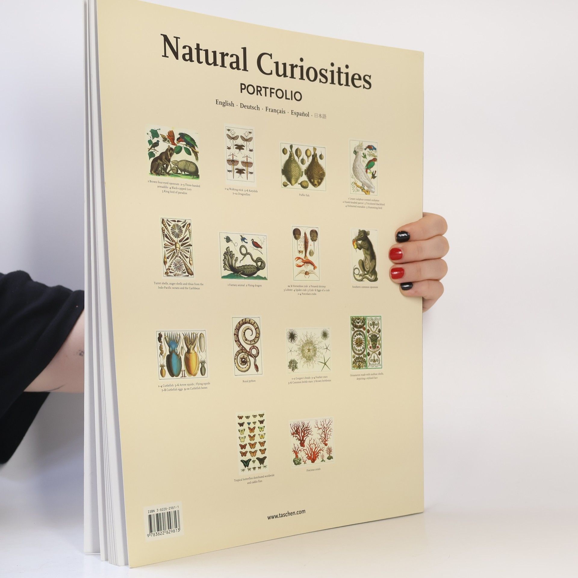 Albertus Seba Natural Curiosities From The Cabinet Of Albertus Seba