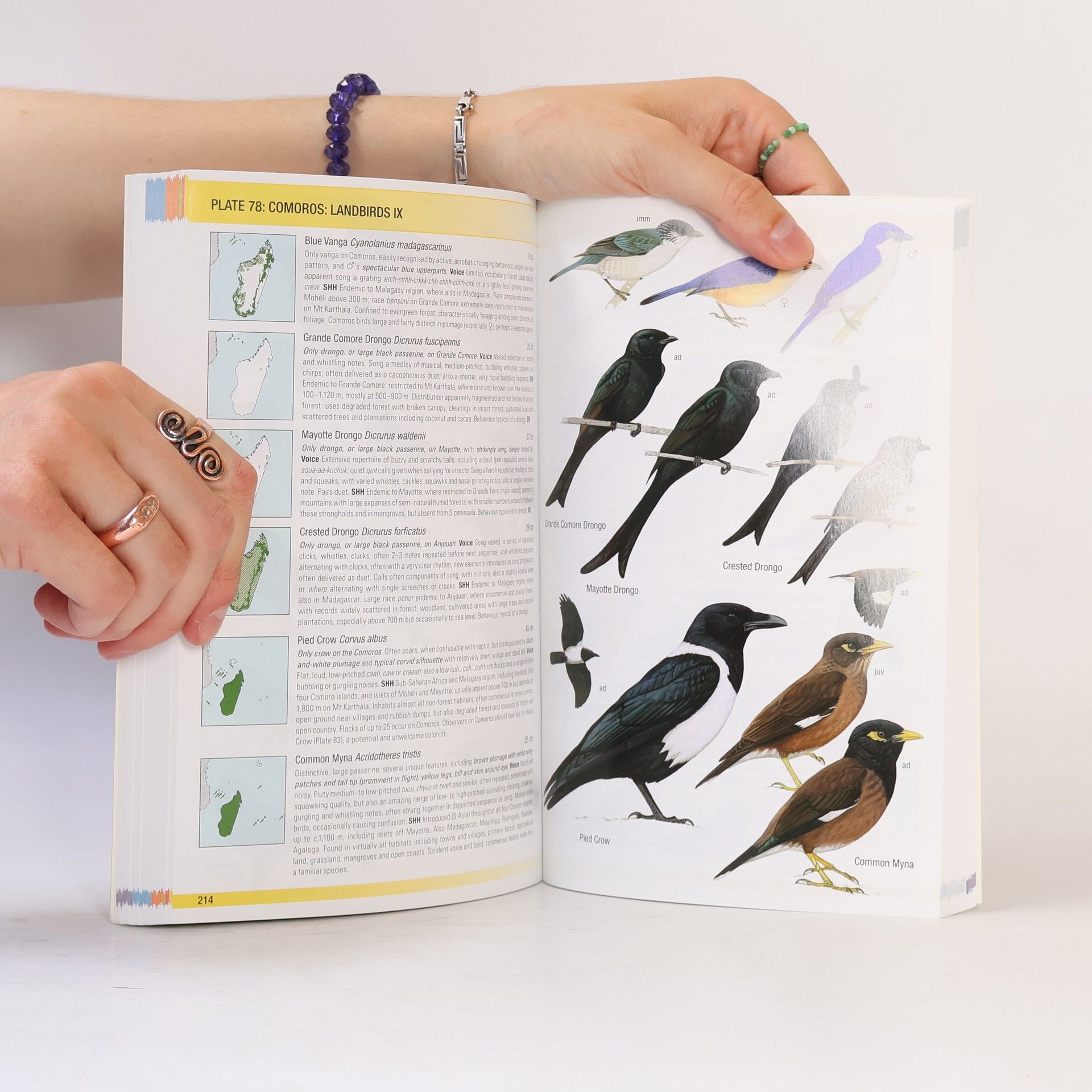 Frank N. Hawkins Jr. Helm Field Guides: Birds of Madagascar and the Indian Ocean Islands