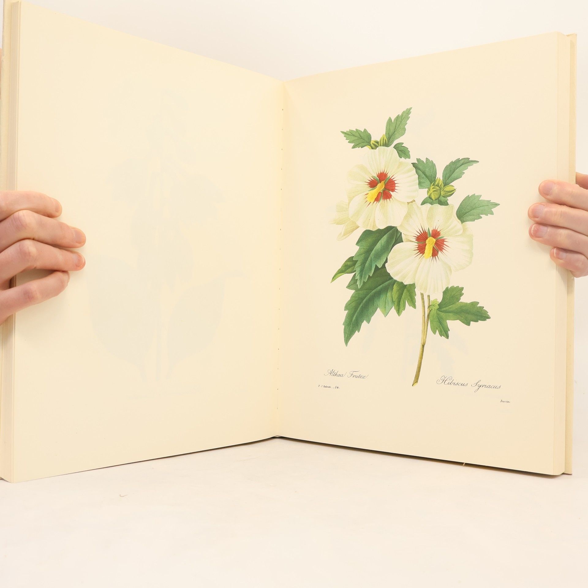 Pierre Joseph Redouté Les plus belles fleurs et branches de fruits