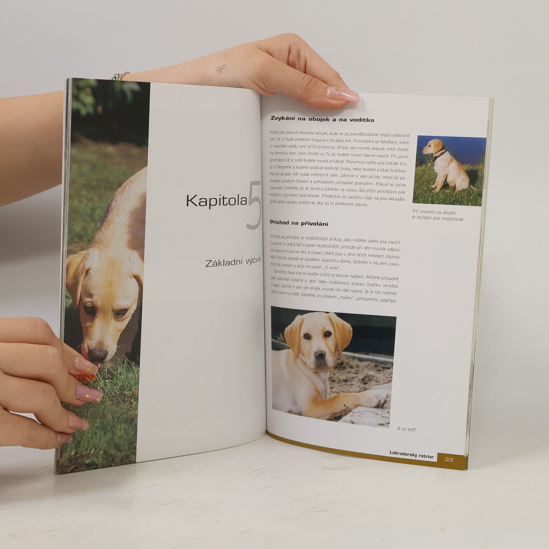 Diana van Houten Labradorský retrívr