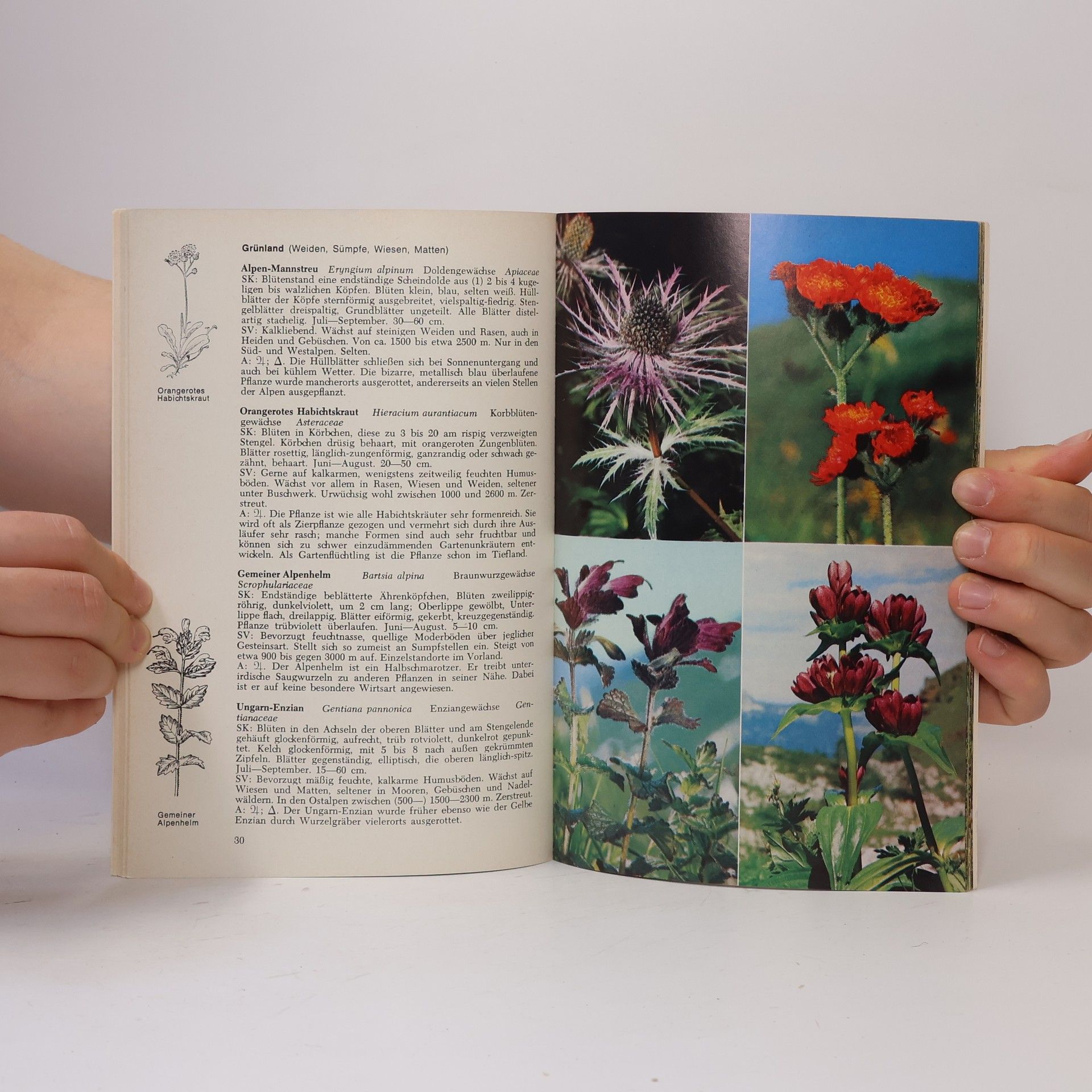 Dietmar Aichele Bunte Welt der Alpenblumen