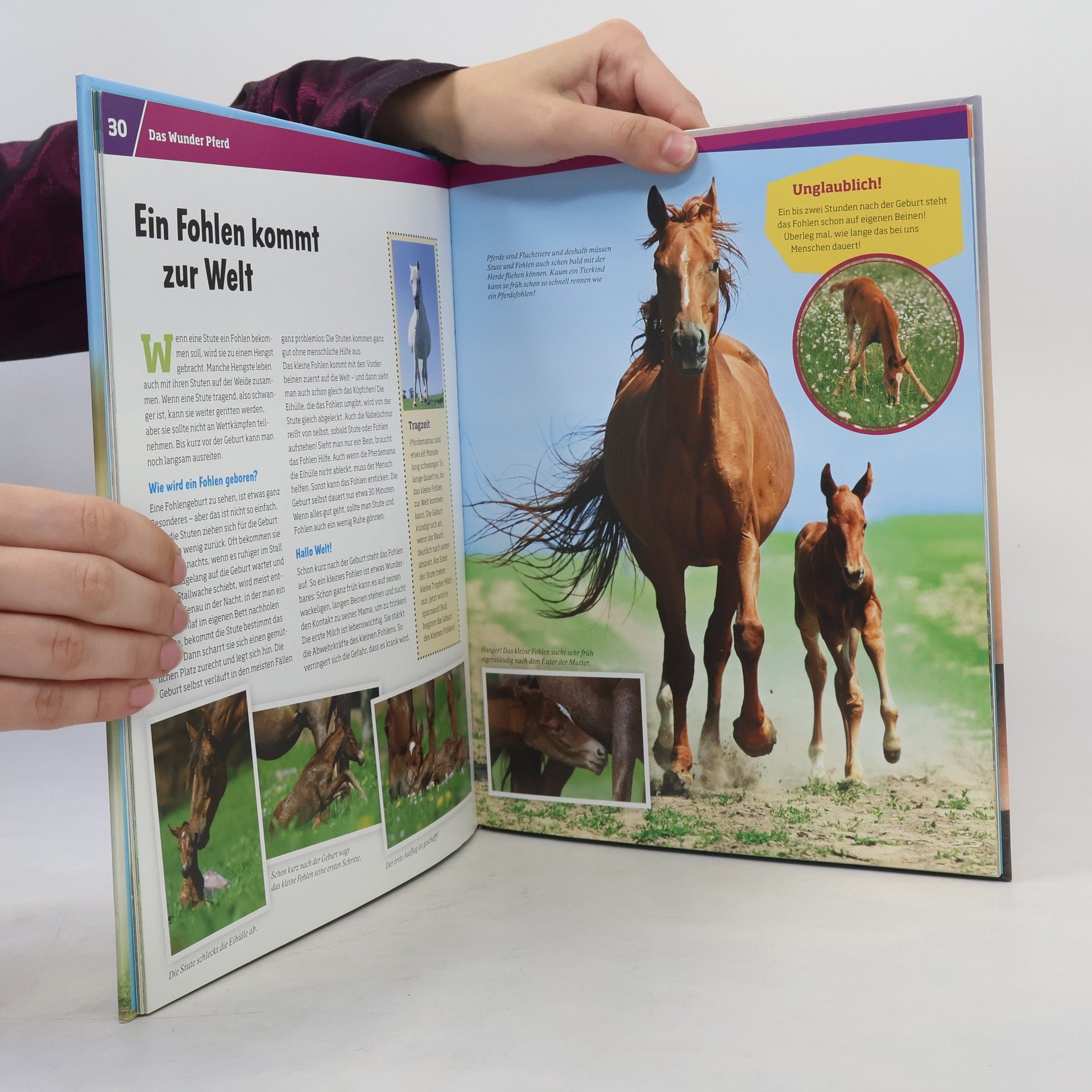 Silke Behling Pferde. Von frechen Fohlen und wilden Mustangs.