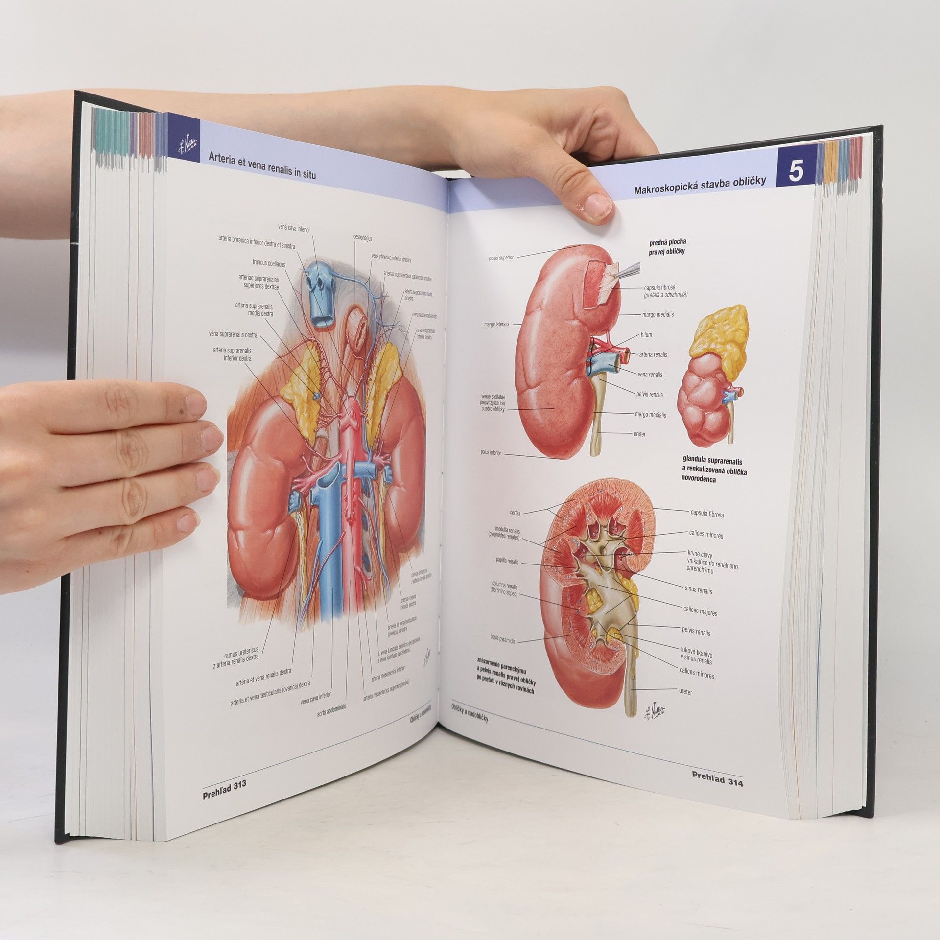 Frank H. Netter Netterov anatomický atlas človeka
