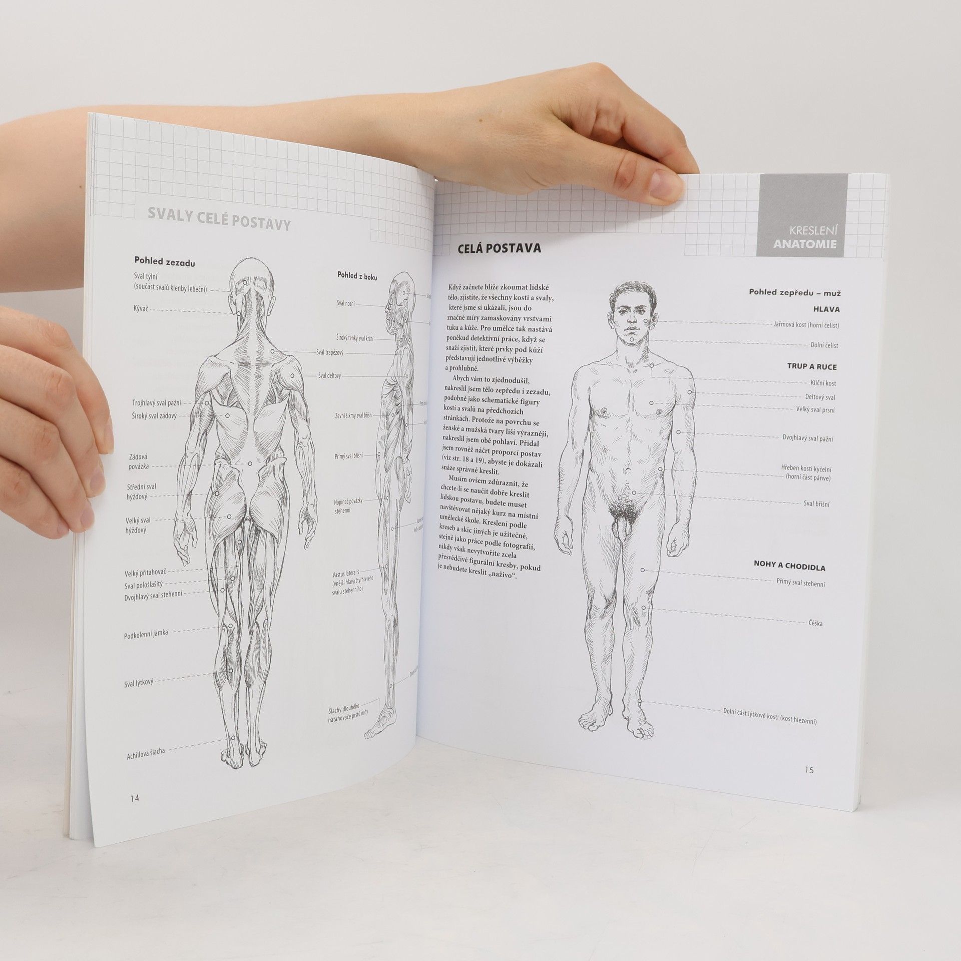 Barrington Barber Anatomie: kreslení