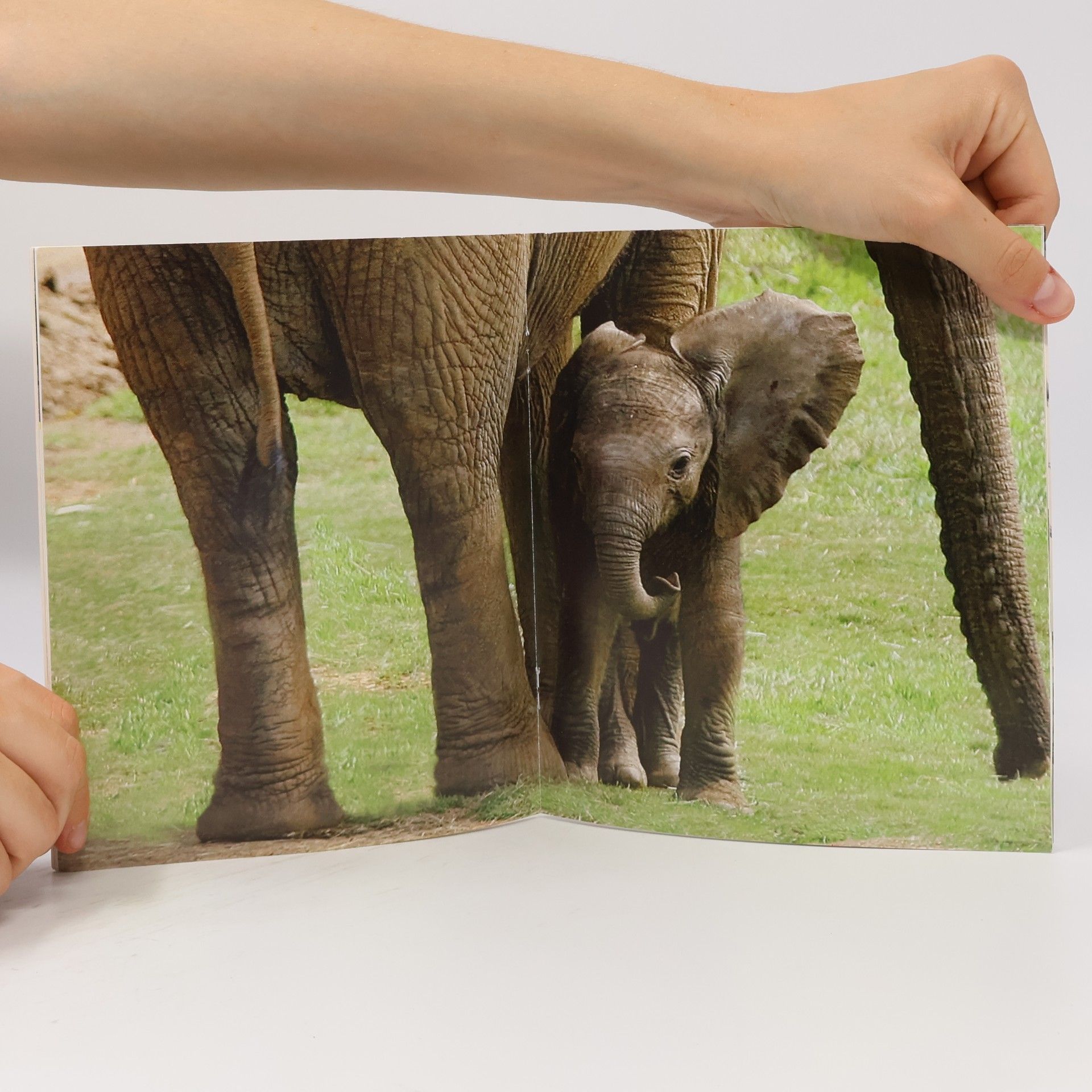 Sandra Grimm Ein kleiner Elefant wird groß