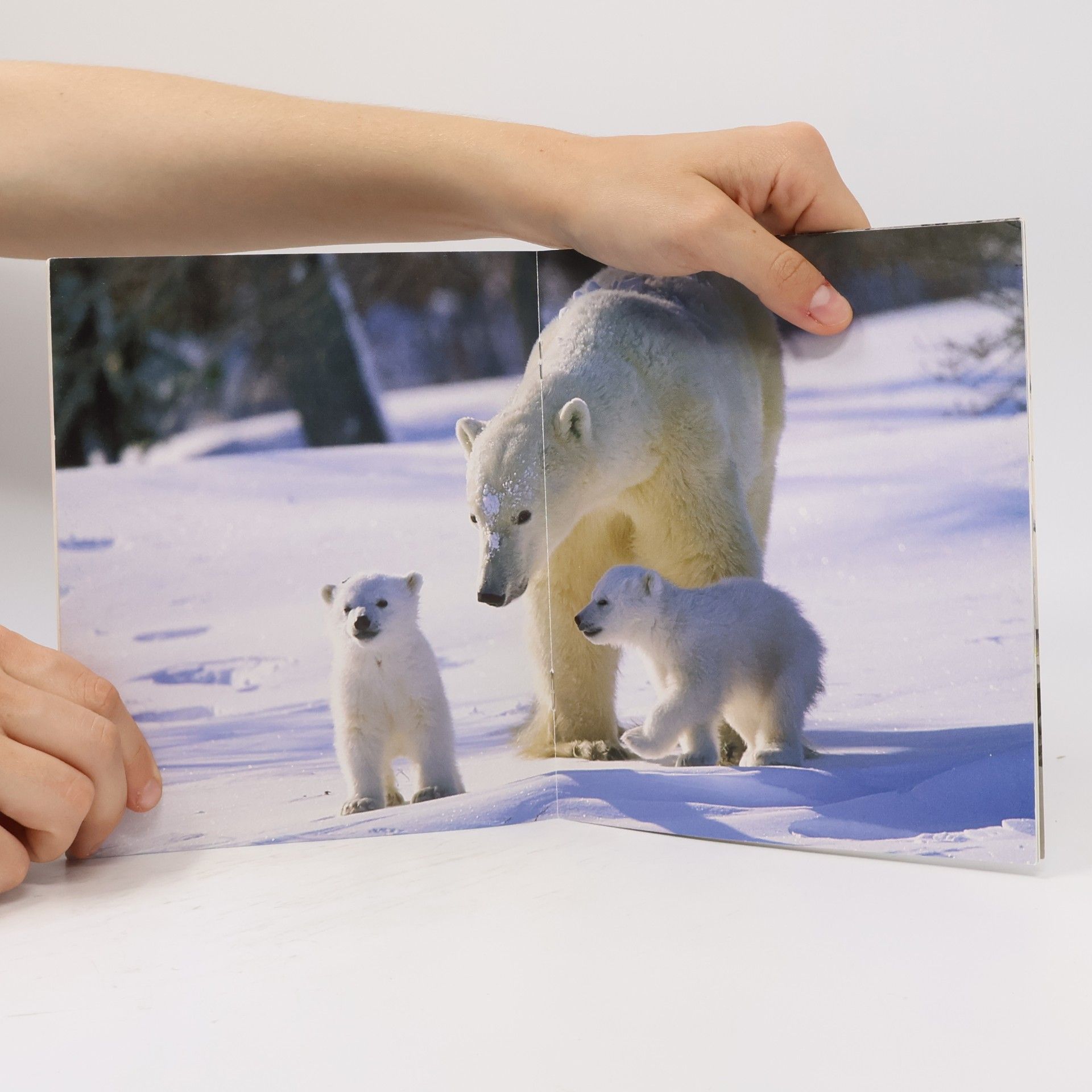 Sandra Grimm Ein kleiner Eisbär wird groß