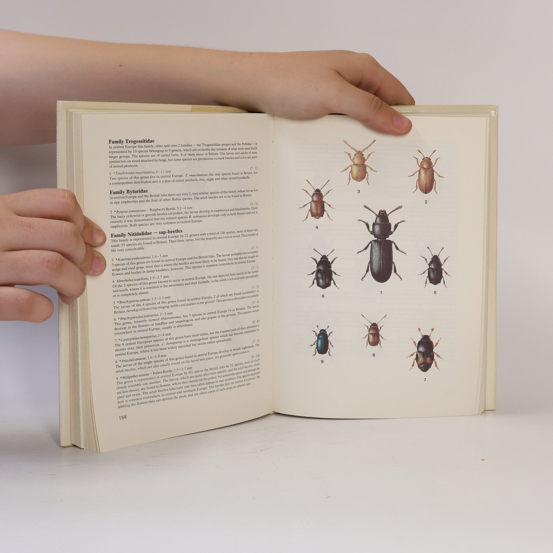 Karl Wilhelm Harde Field Guide in Colour to Beetles
