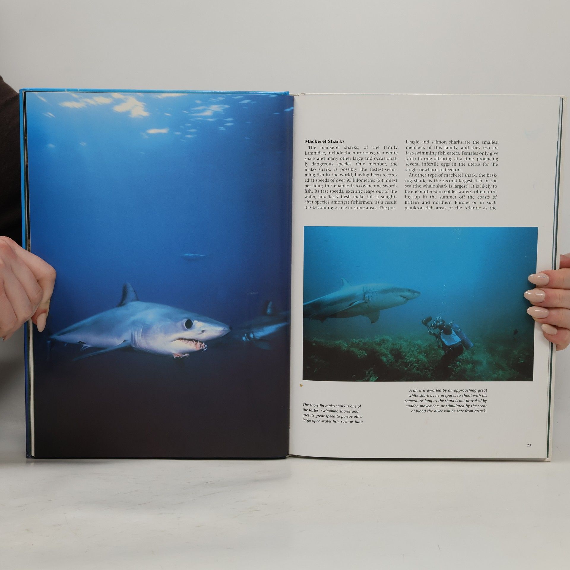 Andrew Cleave Sharks