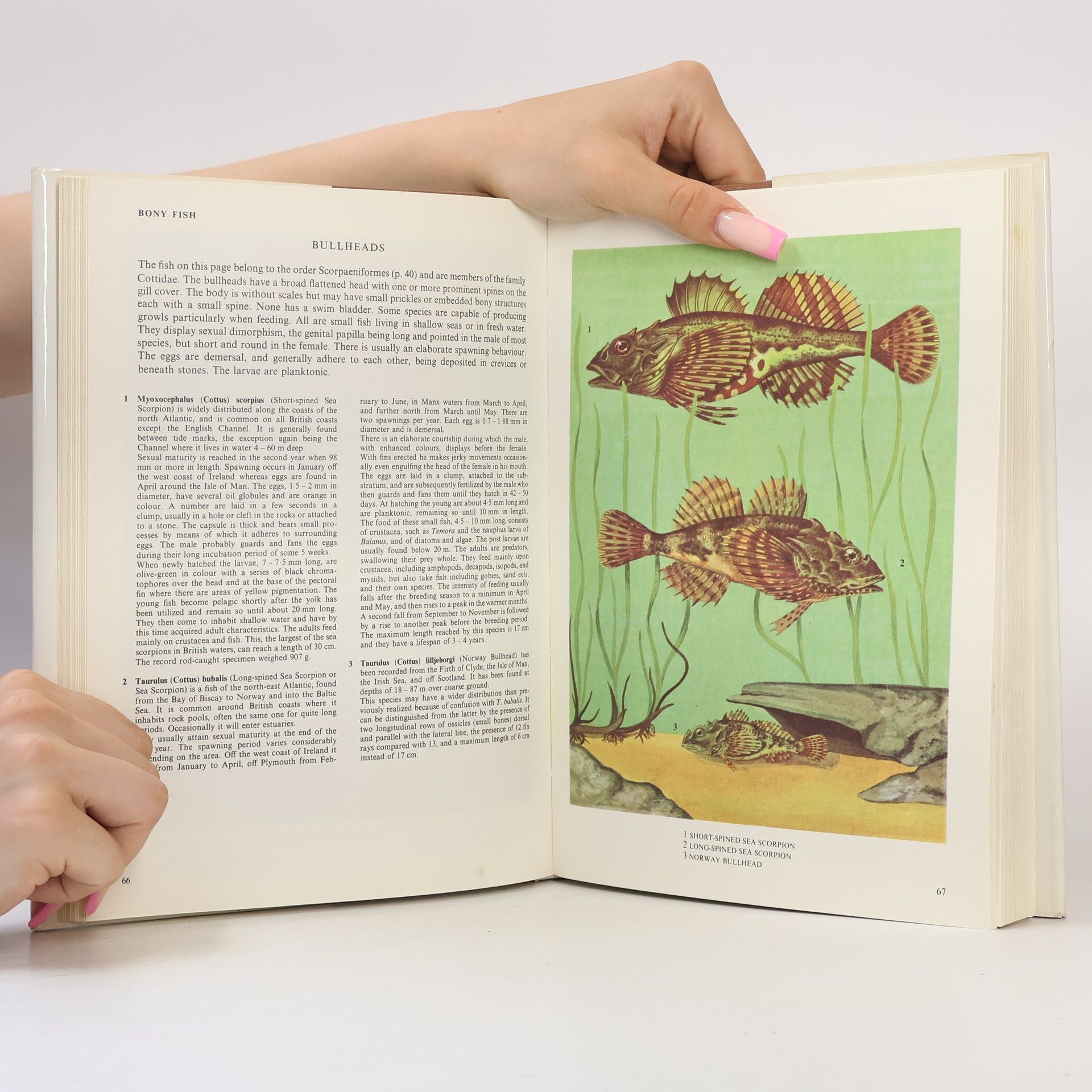Derek Whiteley The Illustrated Book of Vertebrates