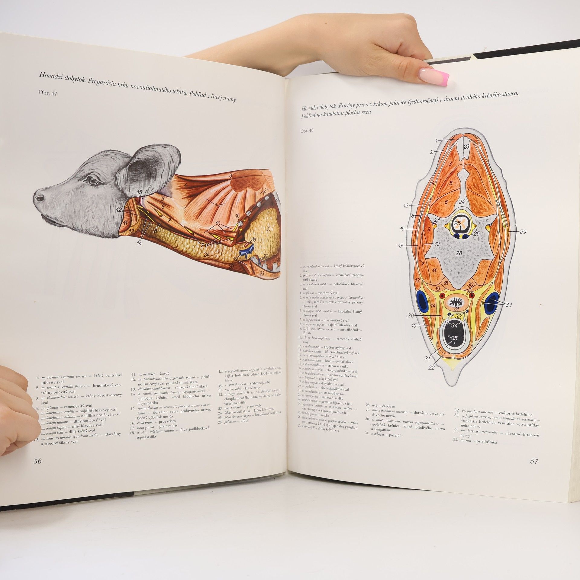 Peter Popesko Atlas topografickej anatómie hospodárskych zvierat. I. diel -Hlava a krk