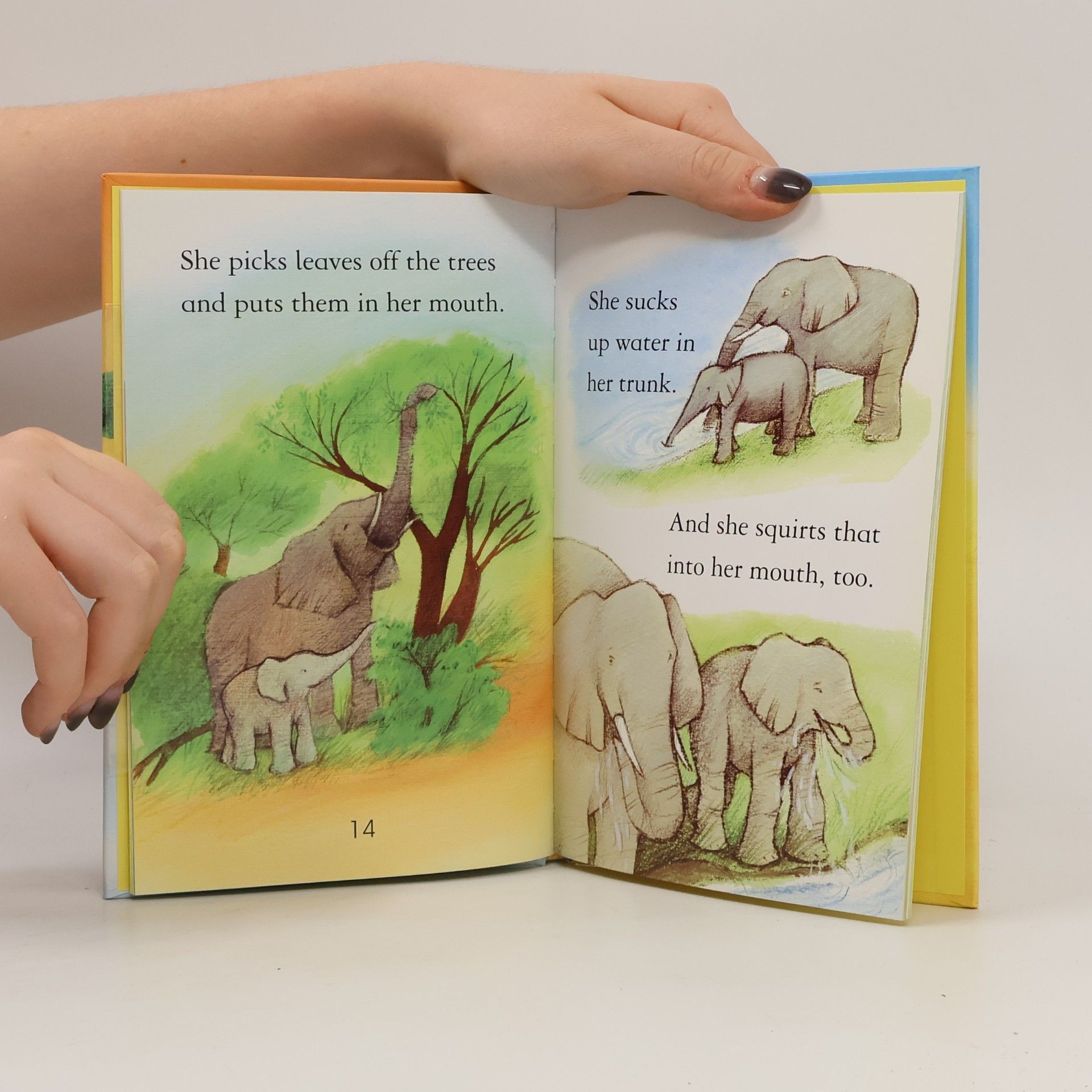 Dr Kate Davies Elephants