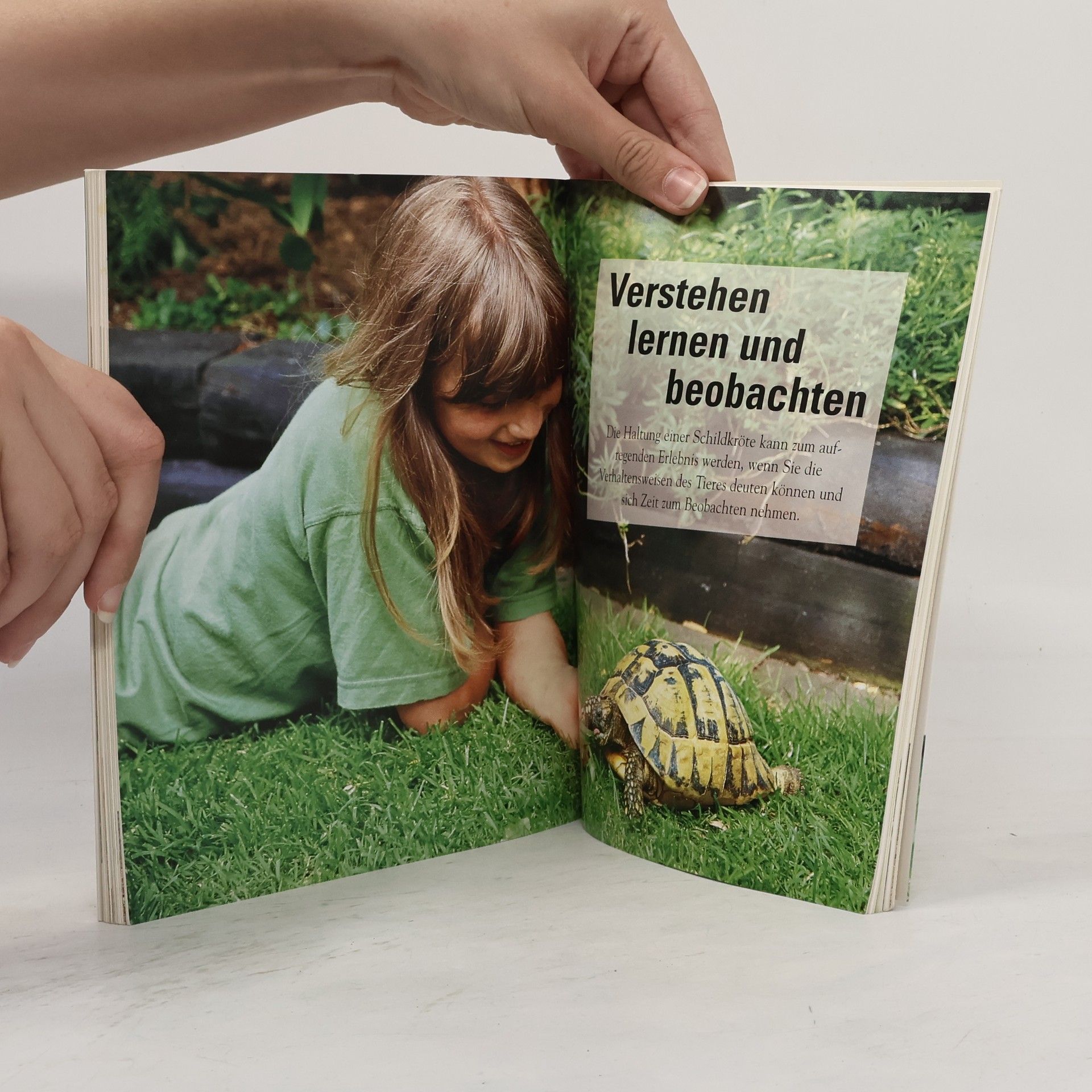 Hartmut Wilke Die Schildkröte