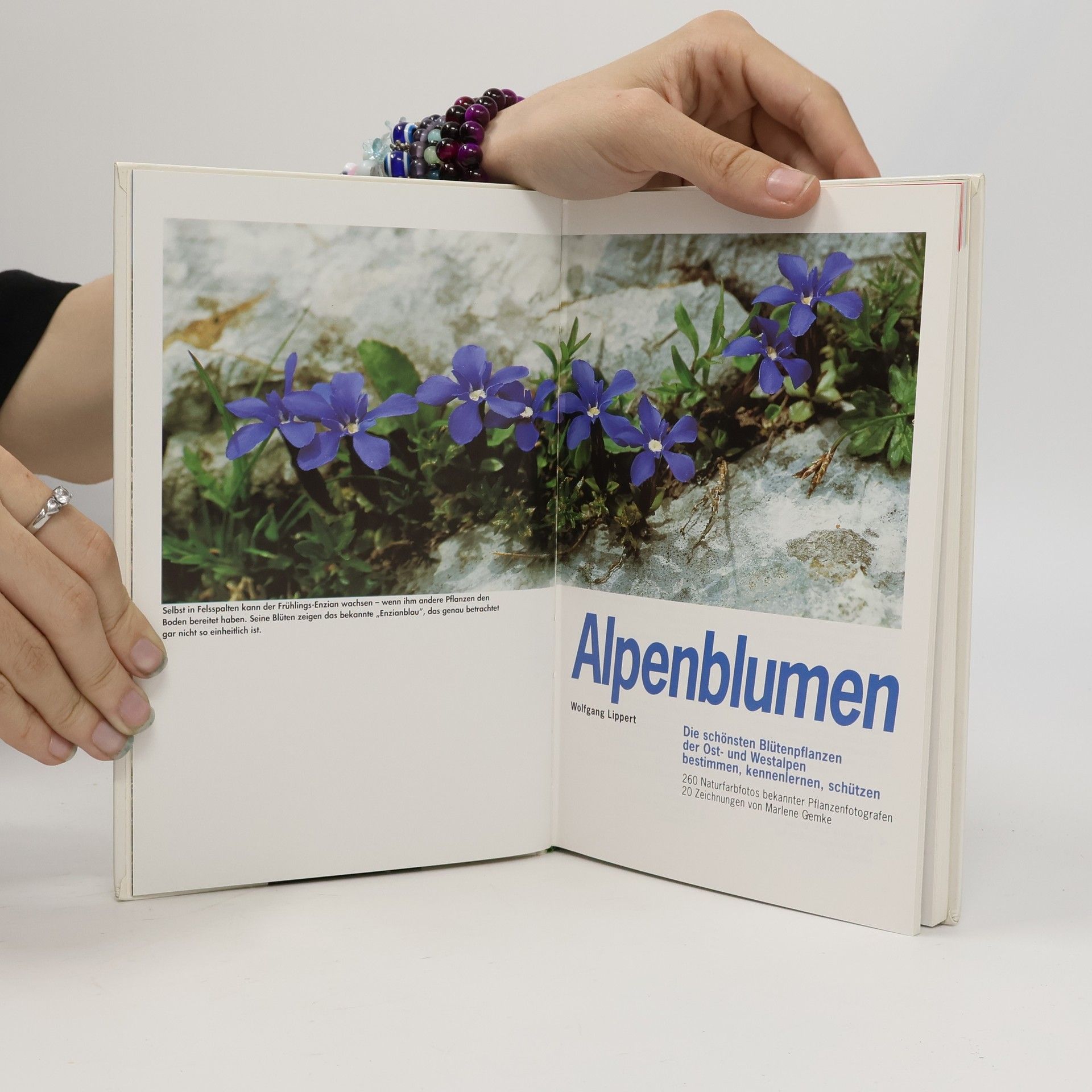 Wolfgang Lippert Alpenblumen