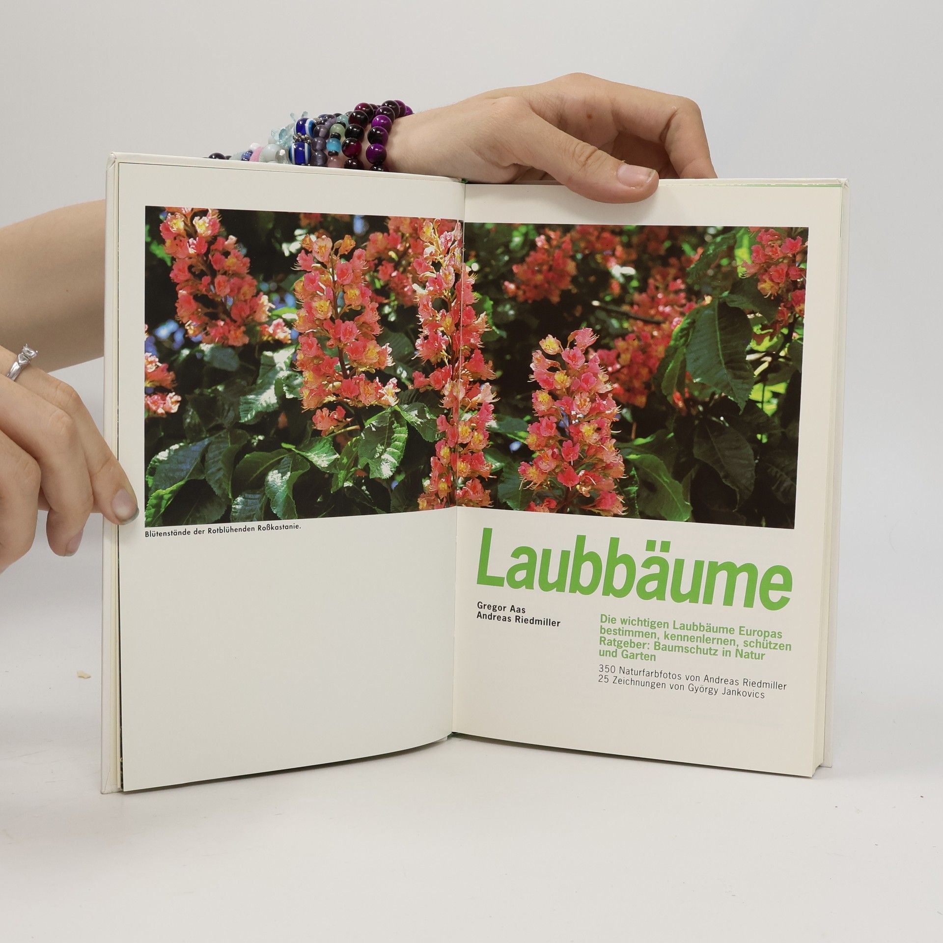 Gregor Aas Laubbäume