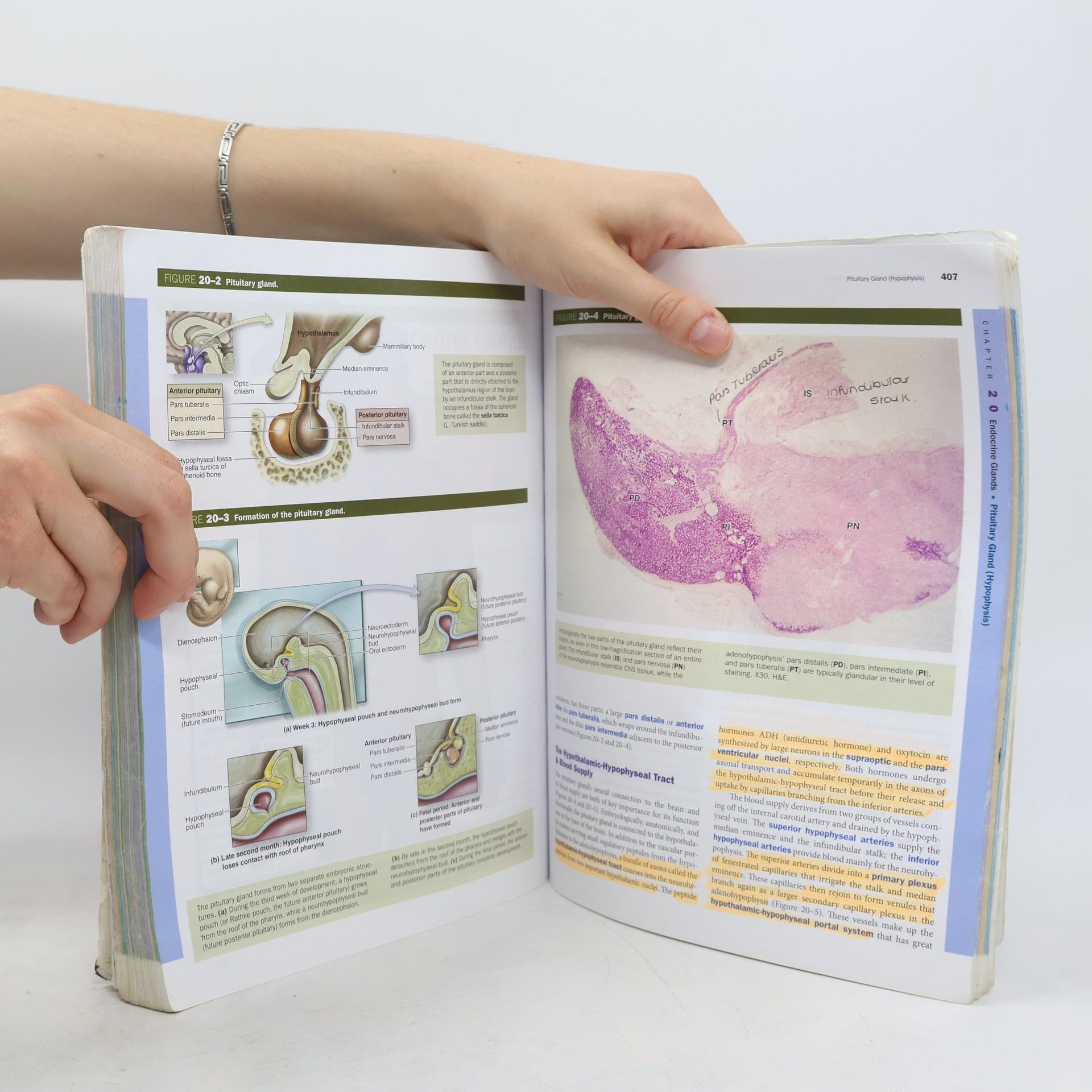 Anthony Mescher Junqueira's Basic Histology. Text & Atlas