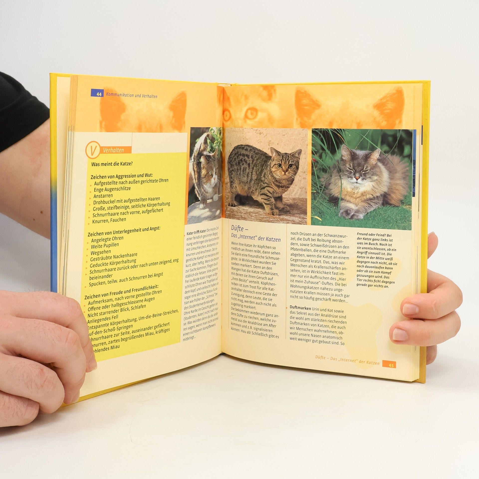 Isabella Lauer Wenn Katzen reden könnten