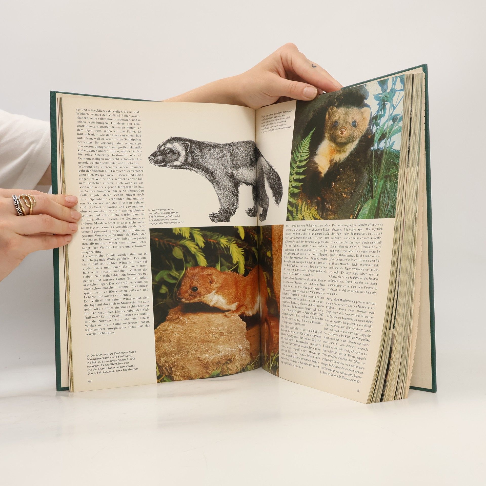 Gunter Steinbach Wunderwelt der Tiere. Geheimnis und Abenteuer