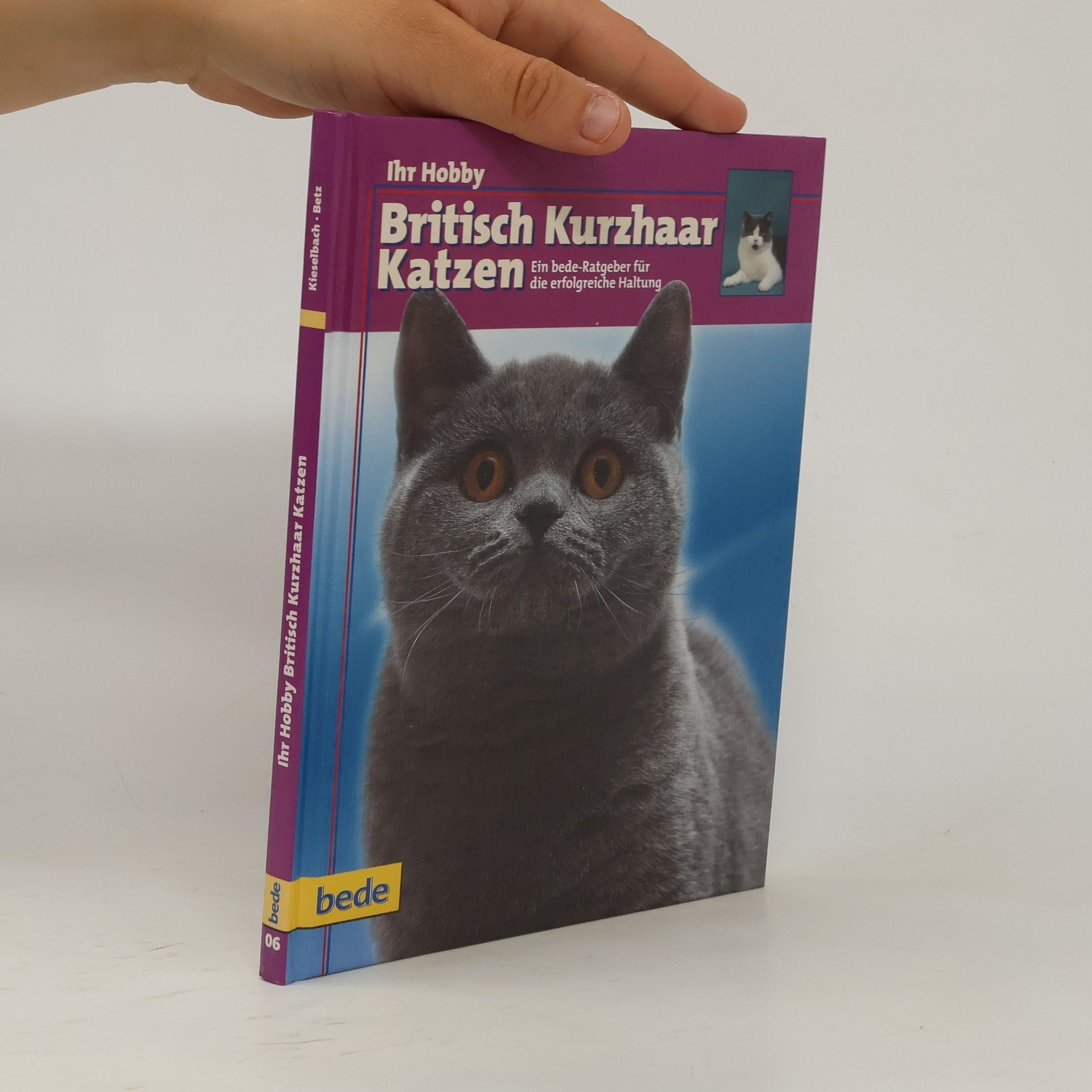 Dominik Kieselbach British-Kurzhaar-Katzen