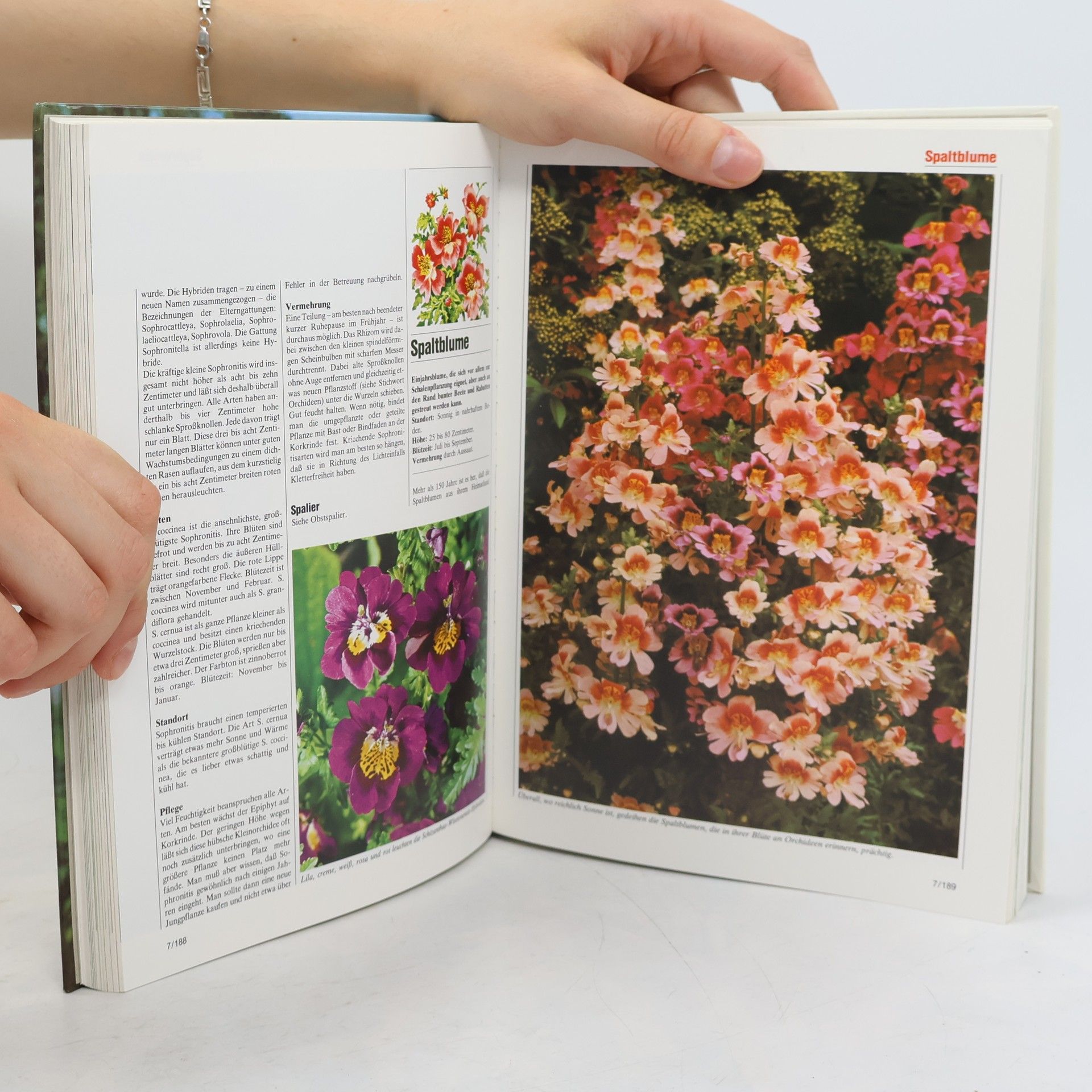 Kolektiv autorů Blumen & Garten 7