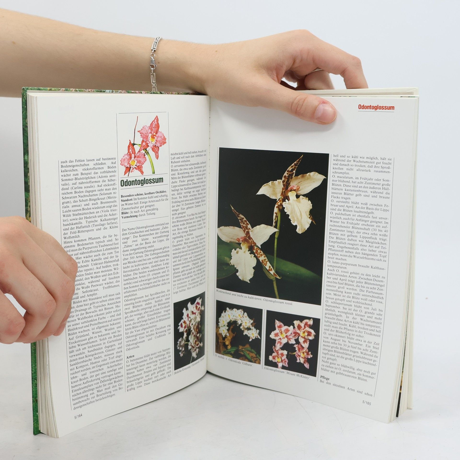 Autorenkollektiv Blumen und Garten 5