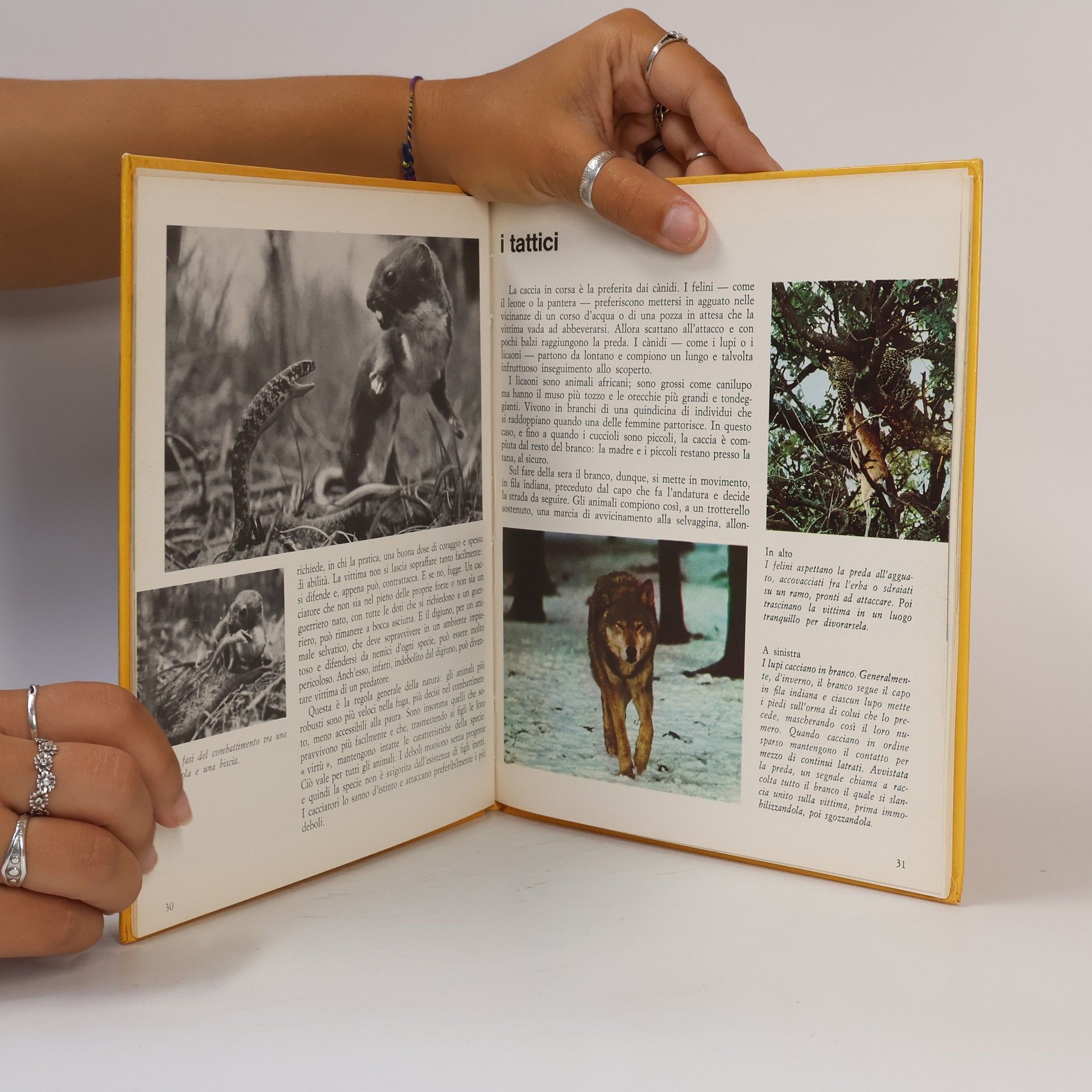 Autores varios Animali guerrieri