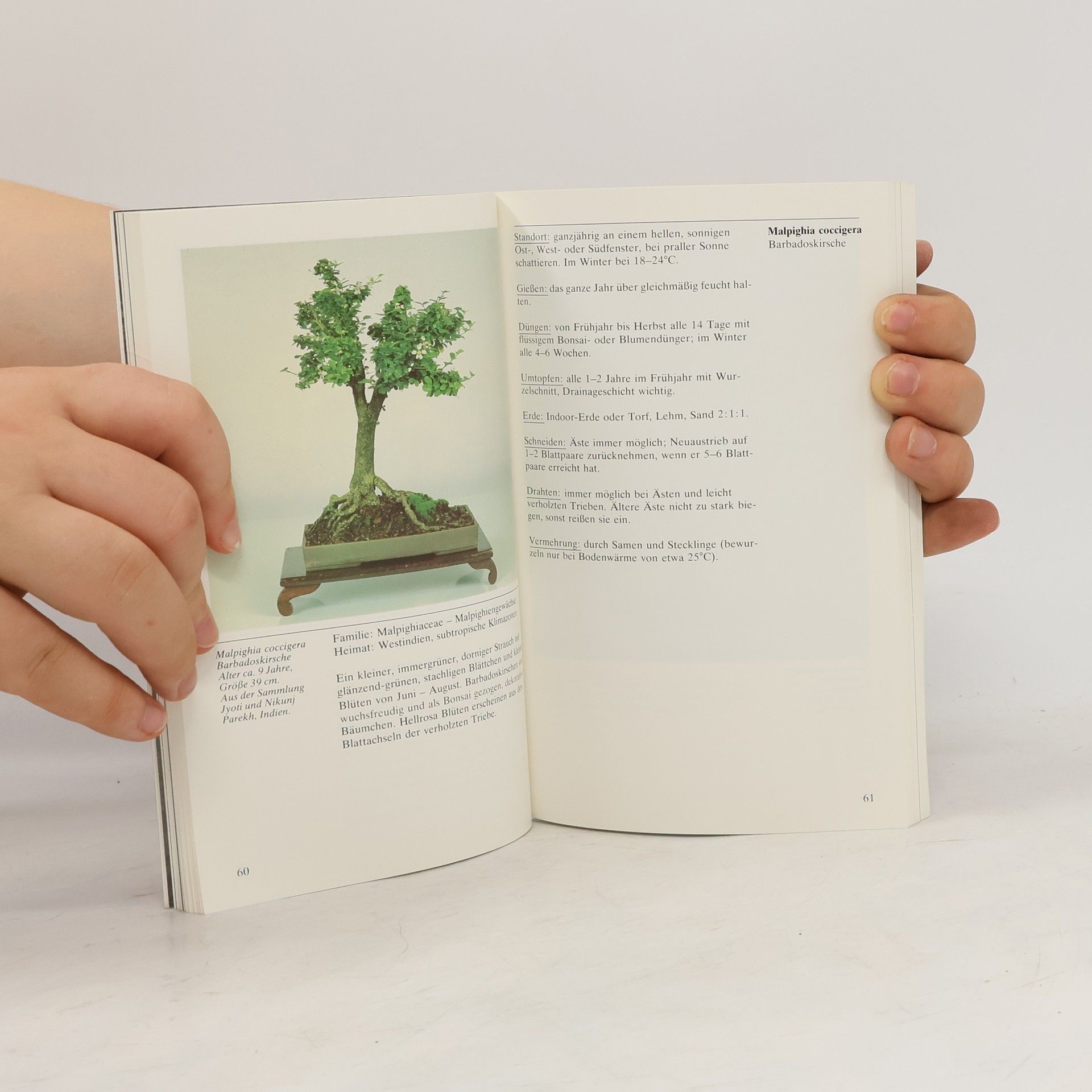 Ilona Lesniewicz Bonsai für die Wohnung