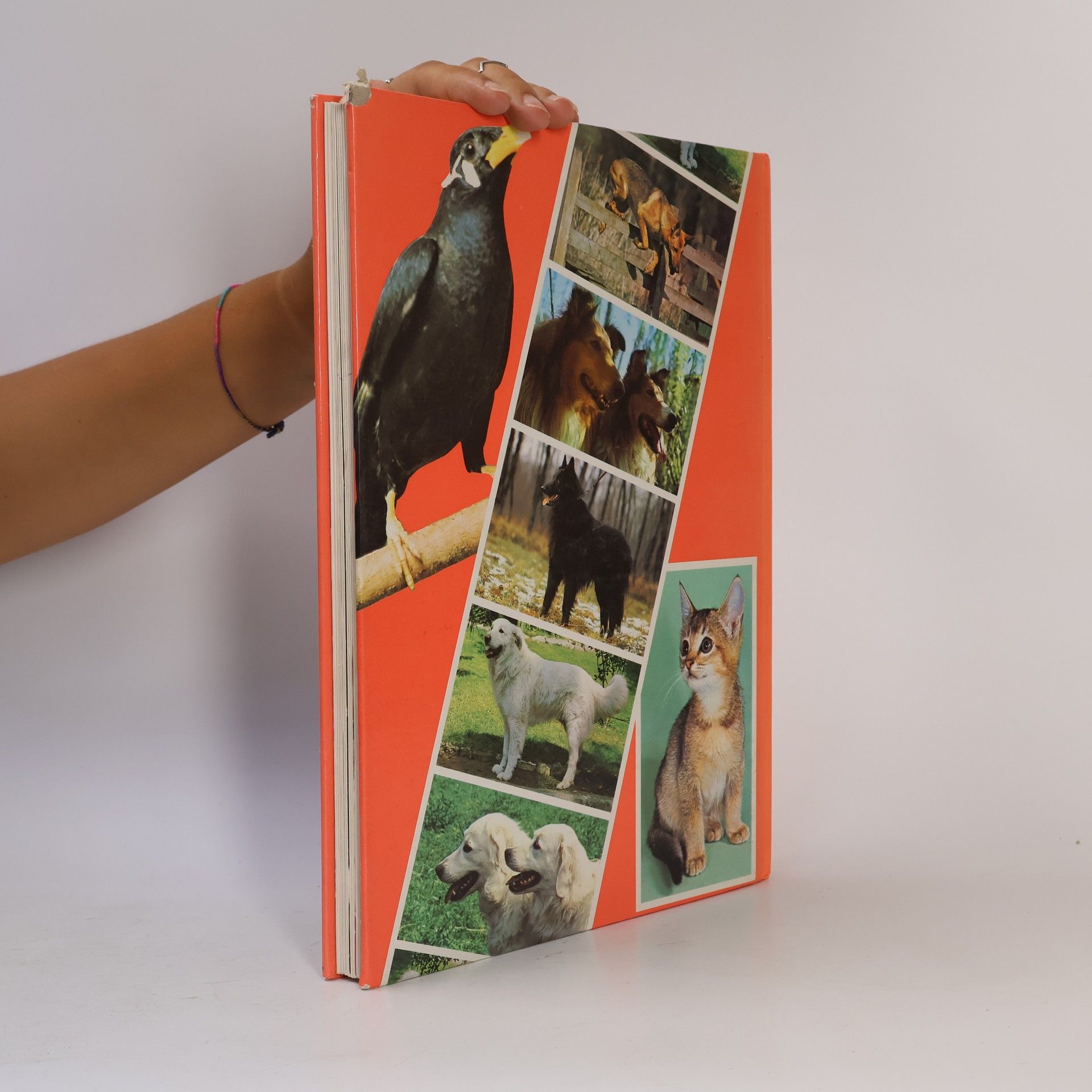Auteurscollectief Animali di Casa
