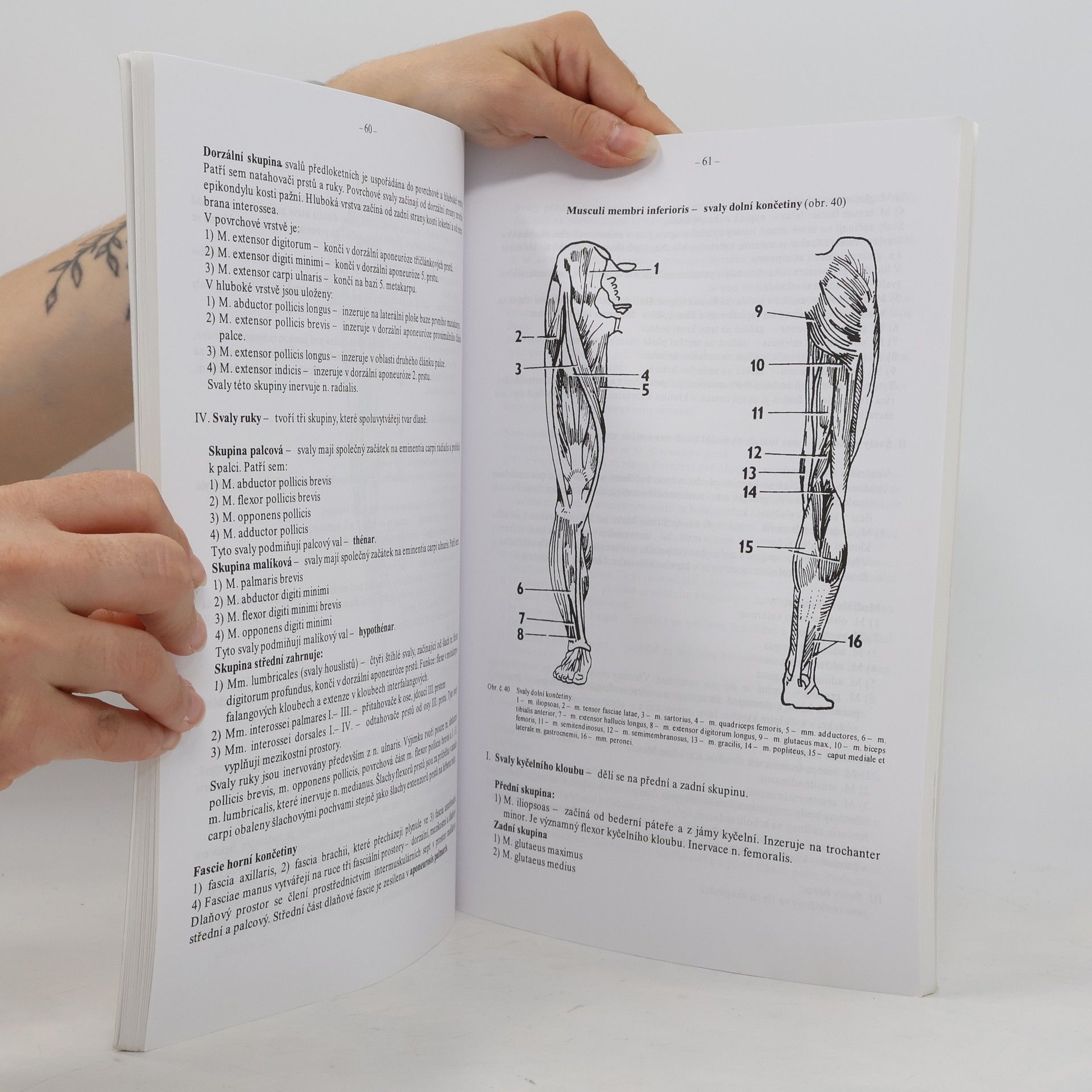 Univerzita Palackého Lékařská fakulta Přehled anatomie člověka