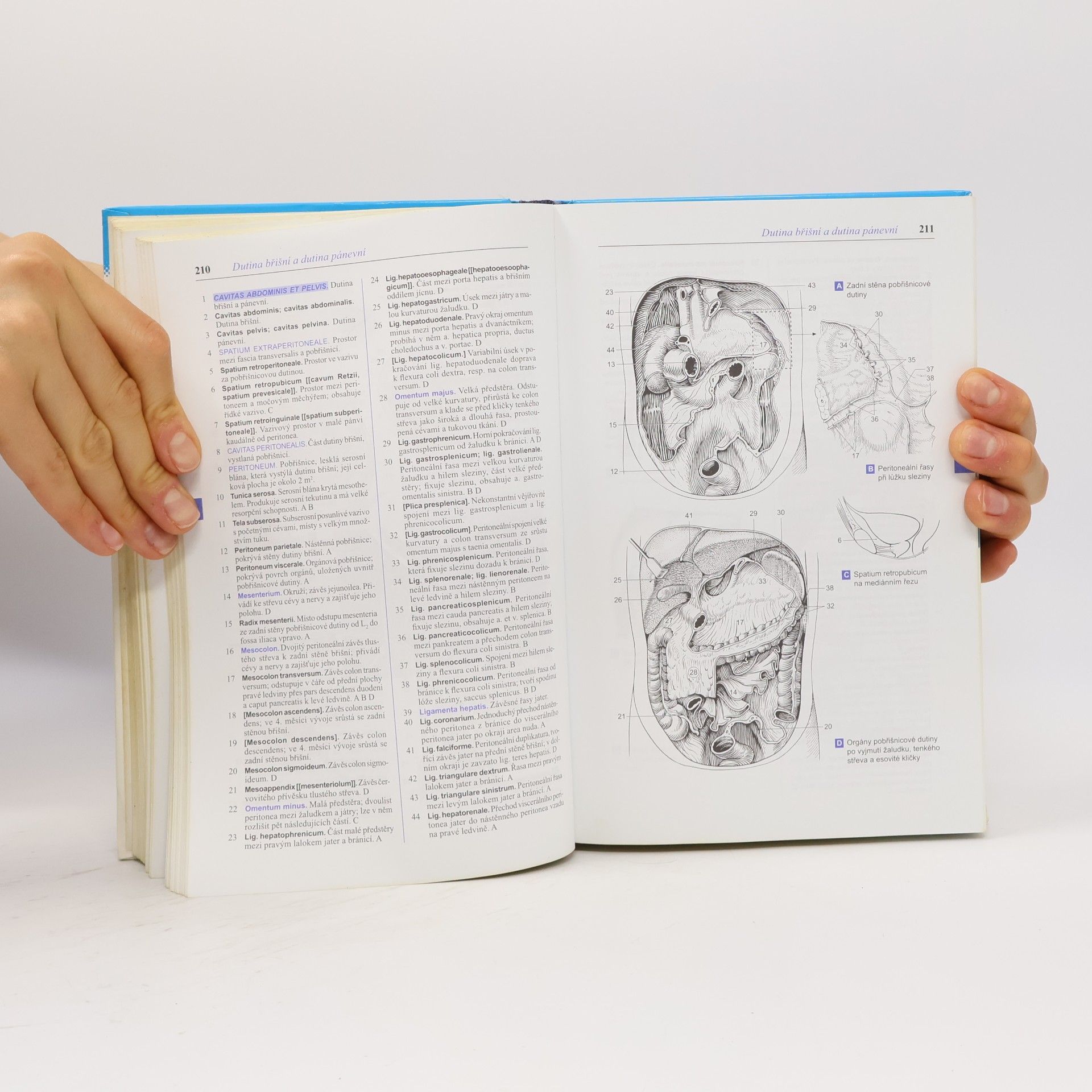 Wolfgang Dauber Feneisův obrazový slovník anatomie