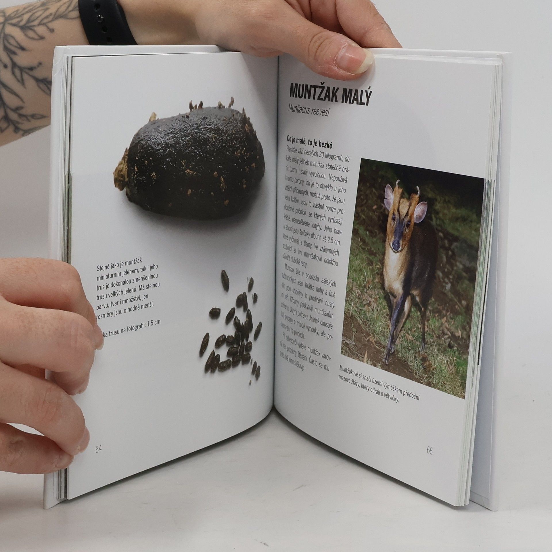 Iva Vilhumová Atlas trusu