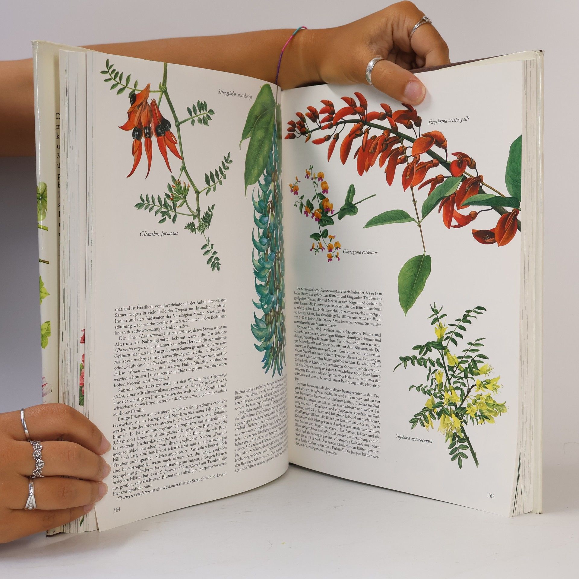 Frances Perry Blumen der Welt