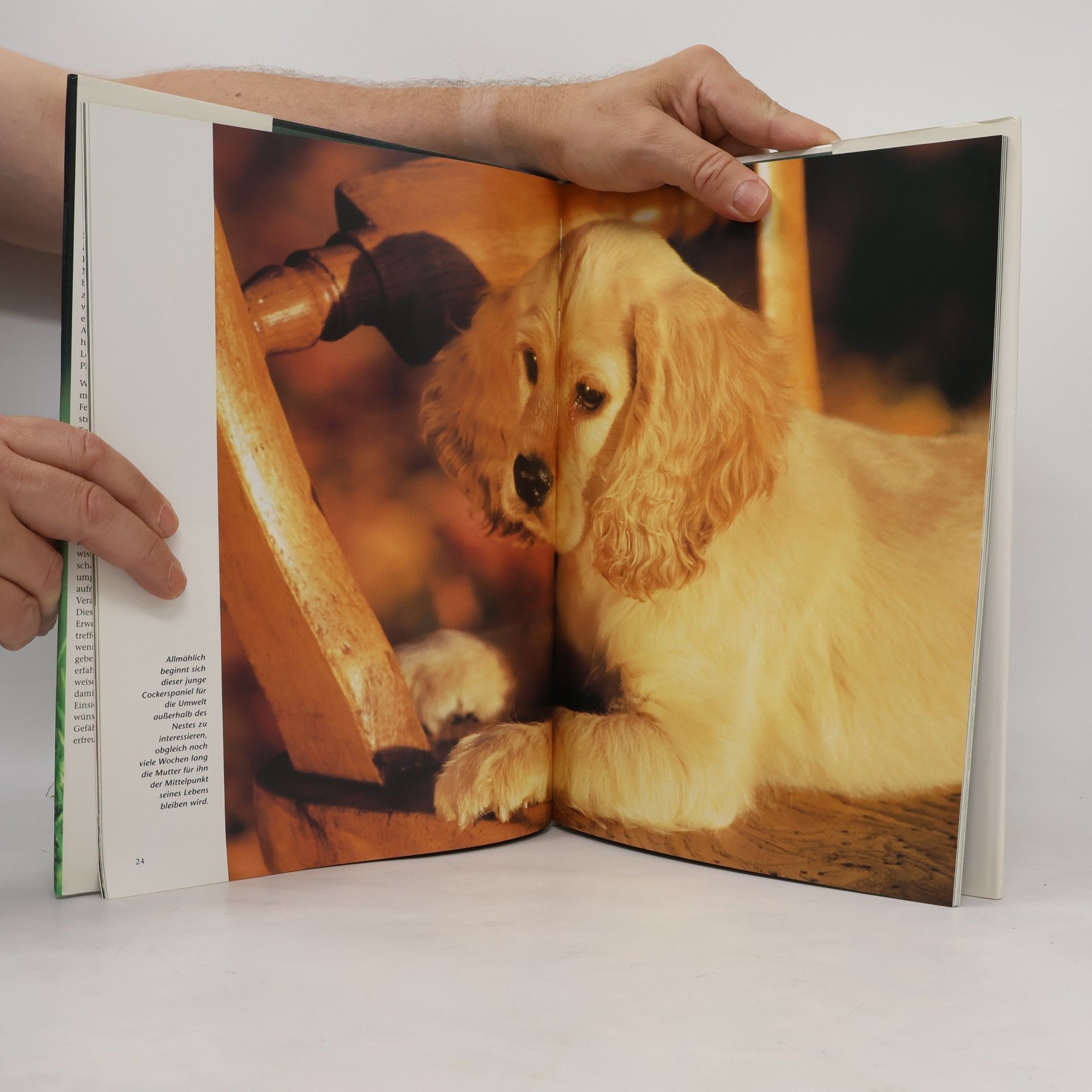 Marcus Schneck Hundekinder