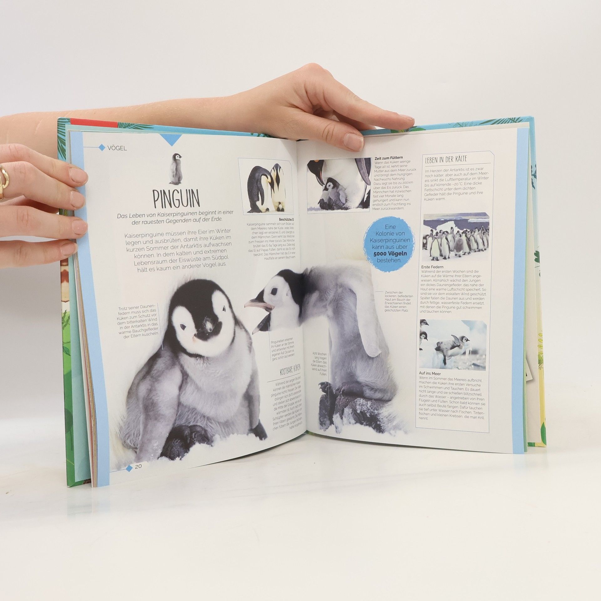 Autorenkollektiv Tierkinde der Wildnis
