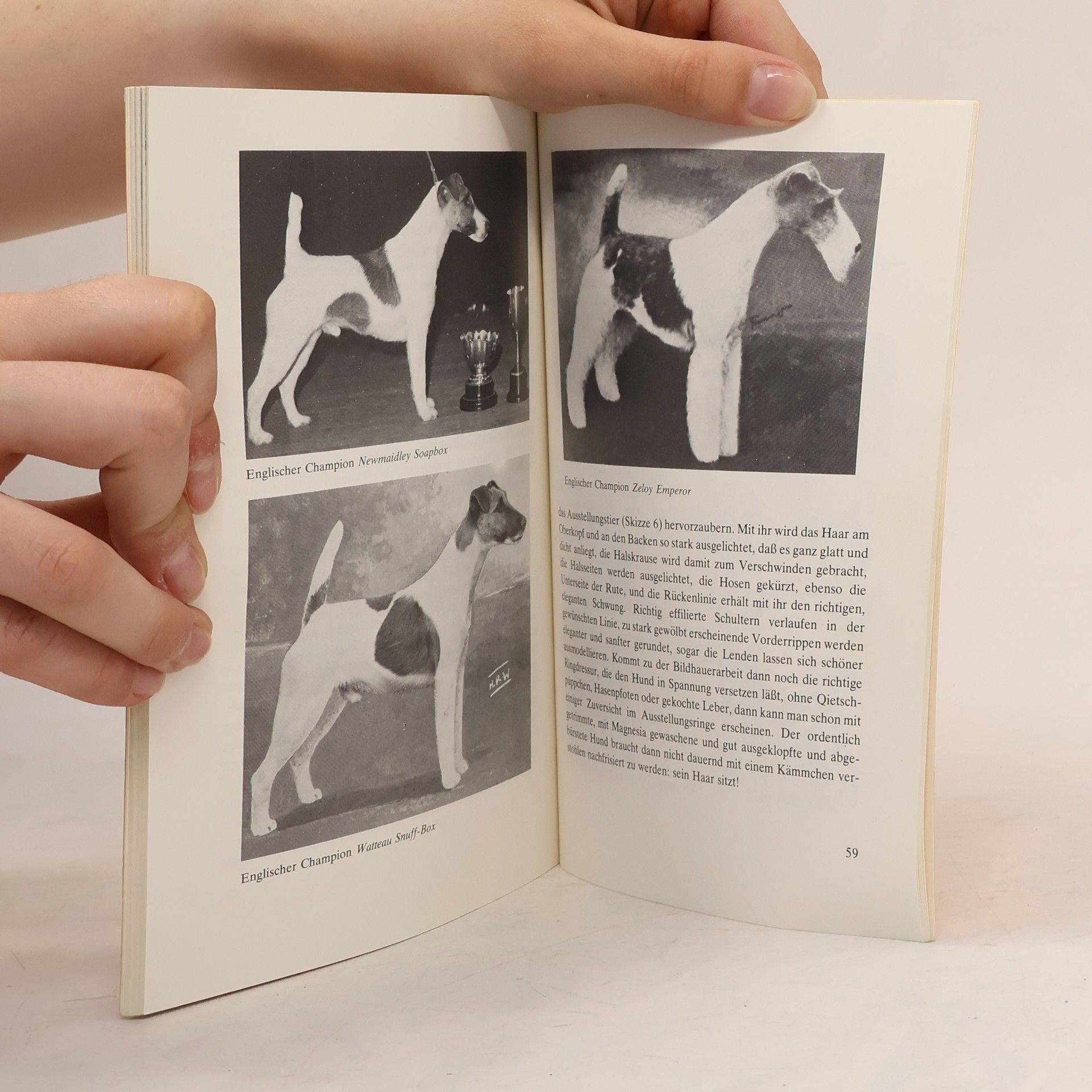 Arno Marx Foxterrier