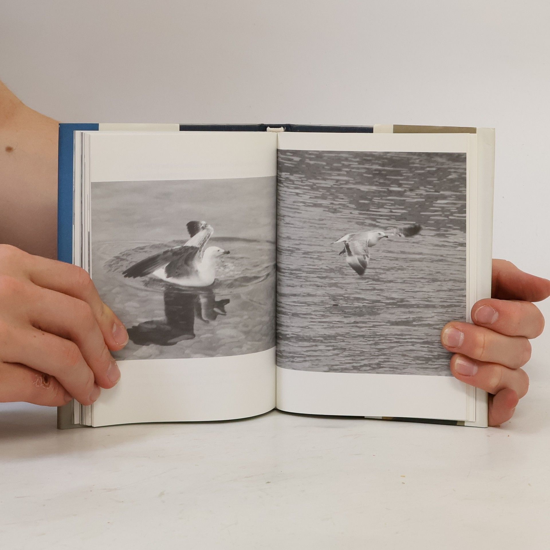 Richard Bach Čajka Jonathan Livingston