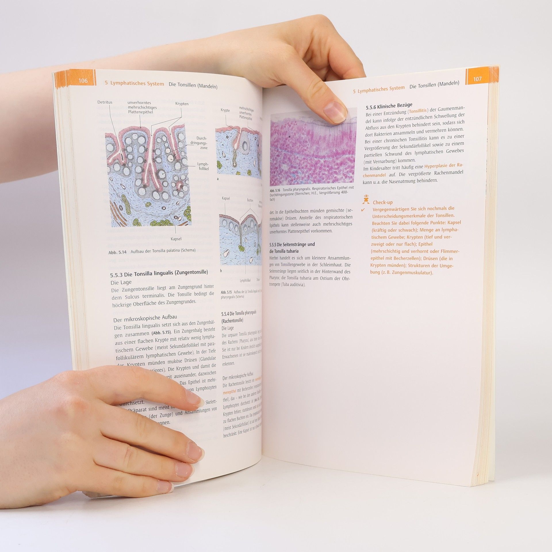 Norbert Ulfig Kurzlehrbuch Histologie