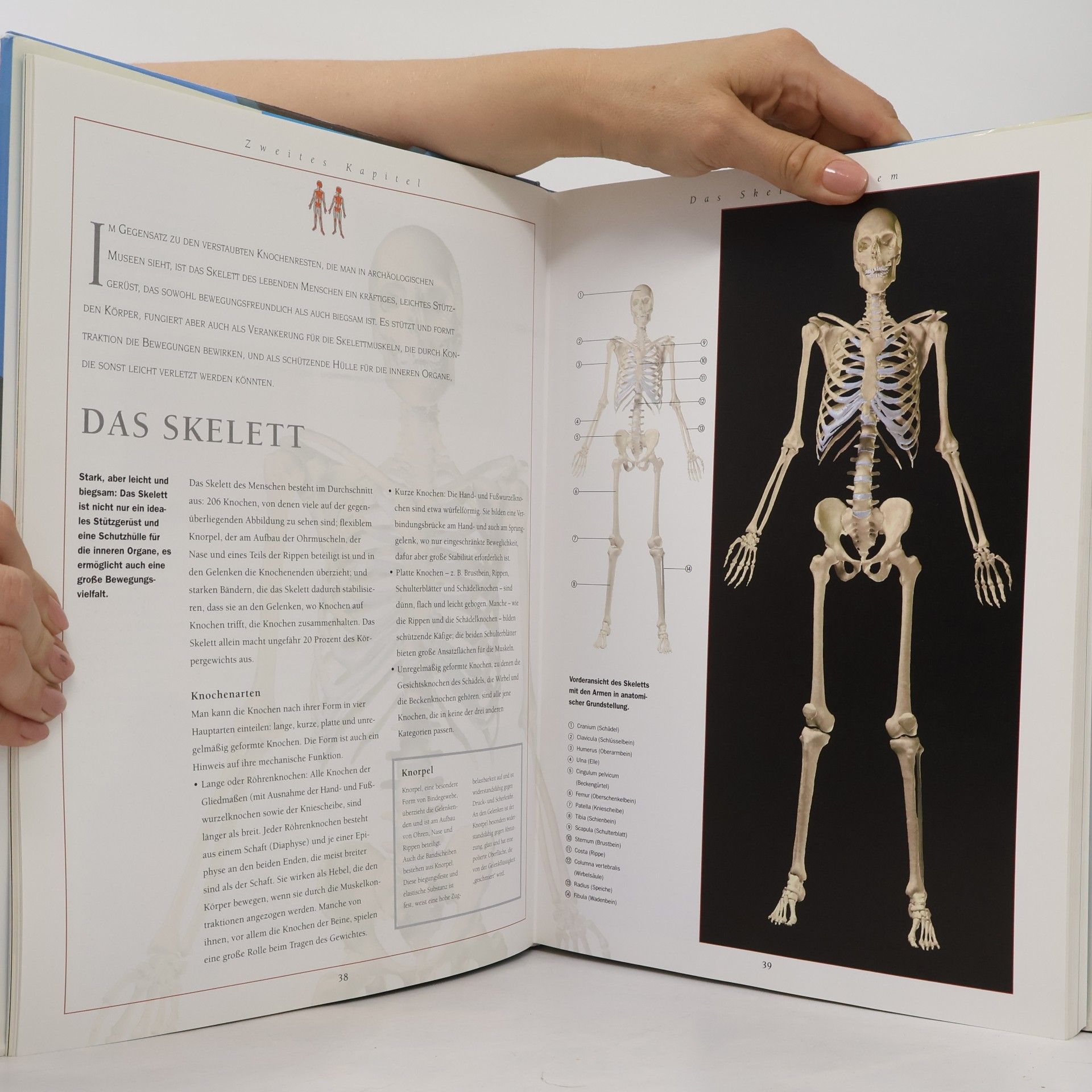 Thomas O. McCracken Der 3D Anatomie Atlas