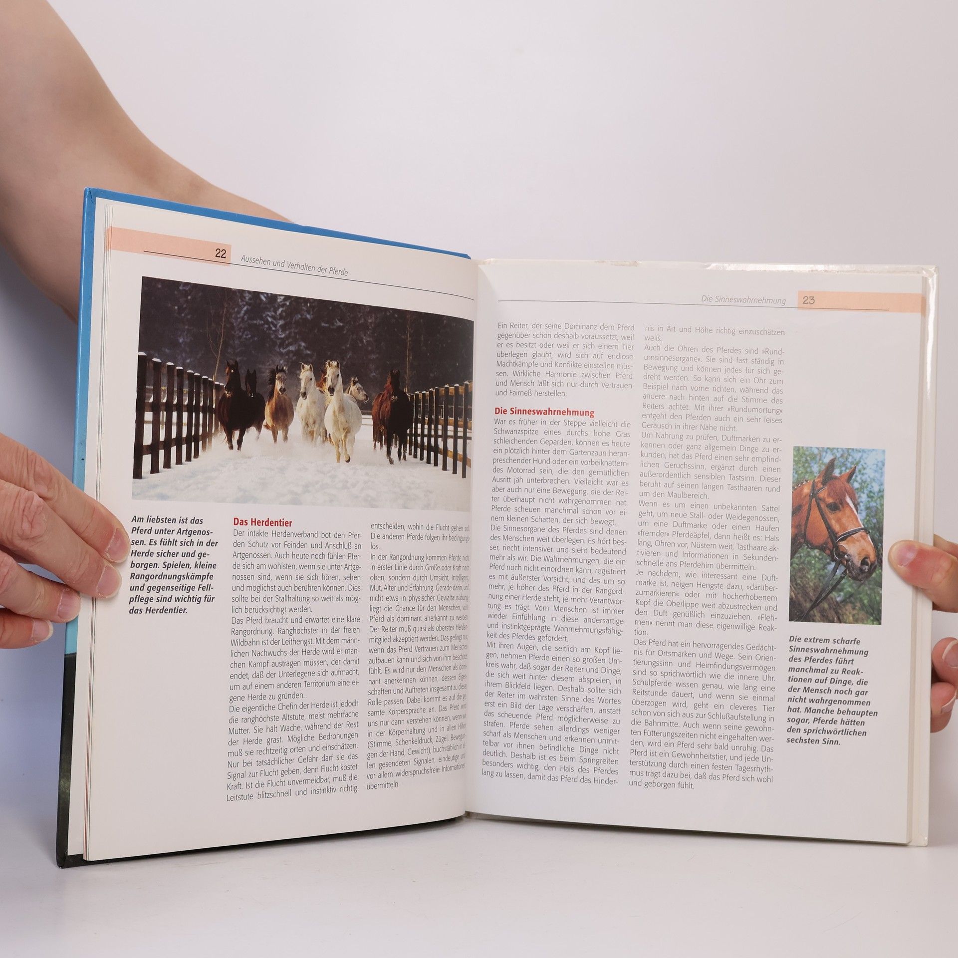 Autorenkollektiv Das große illustrierte Buch der Pferde