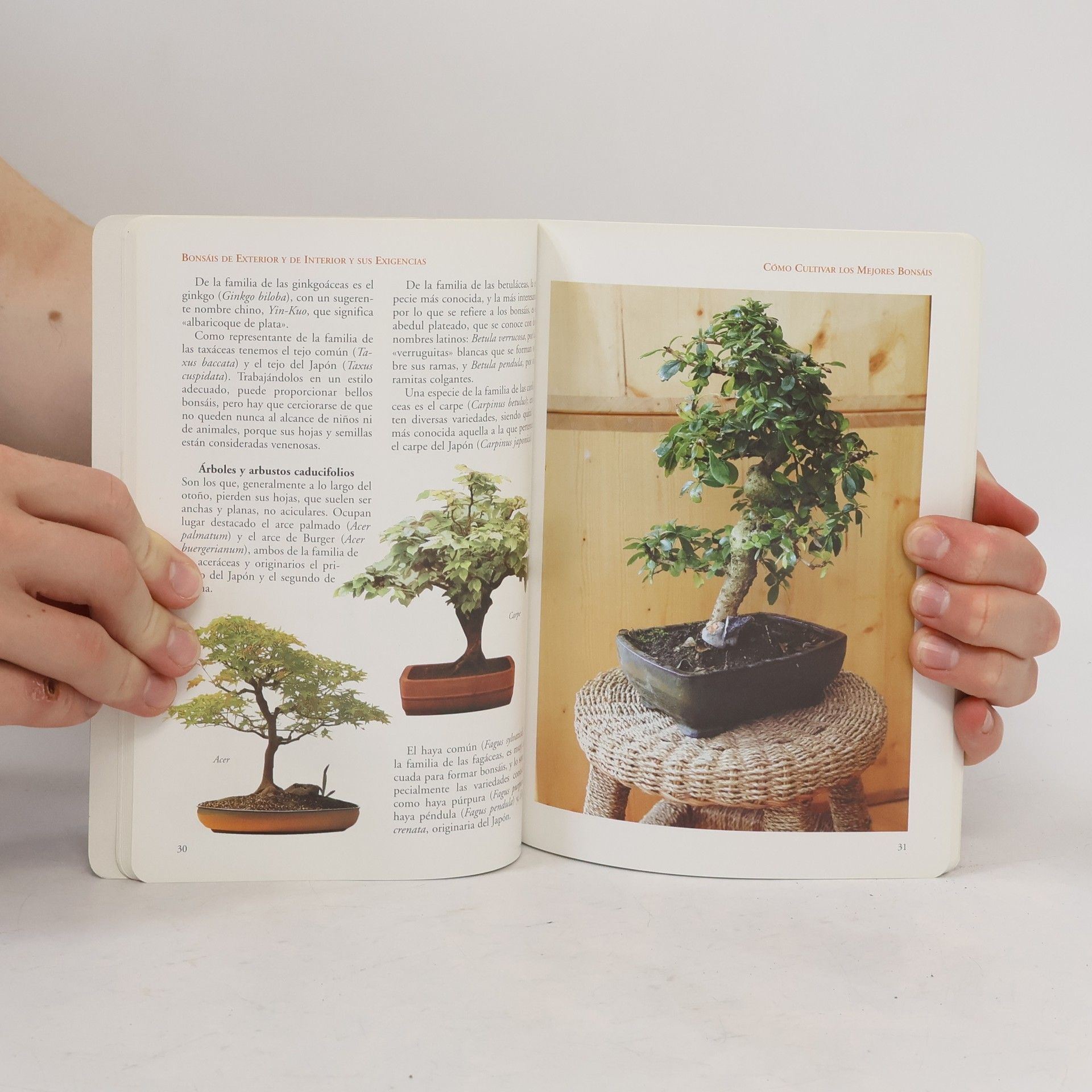 Cómo cultivar los mejores bonsáis