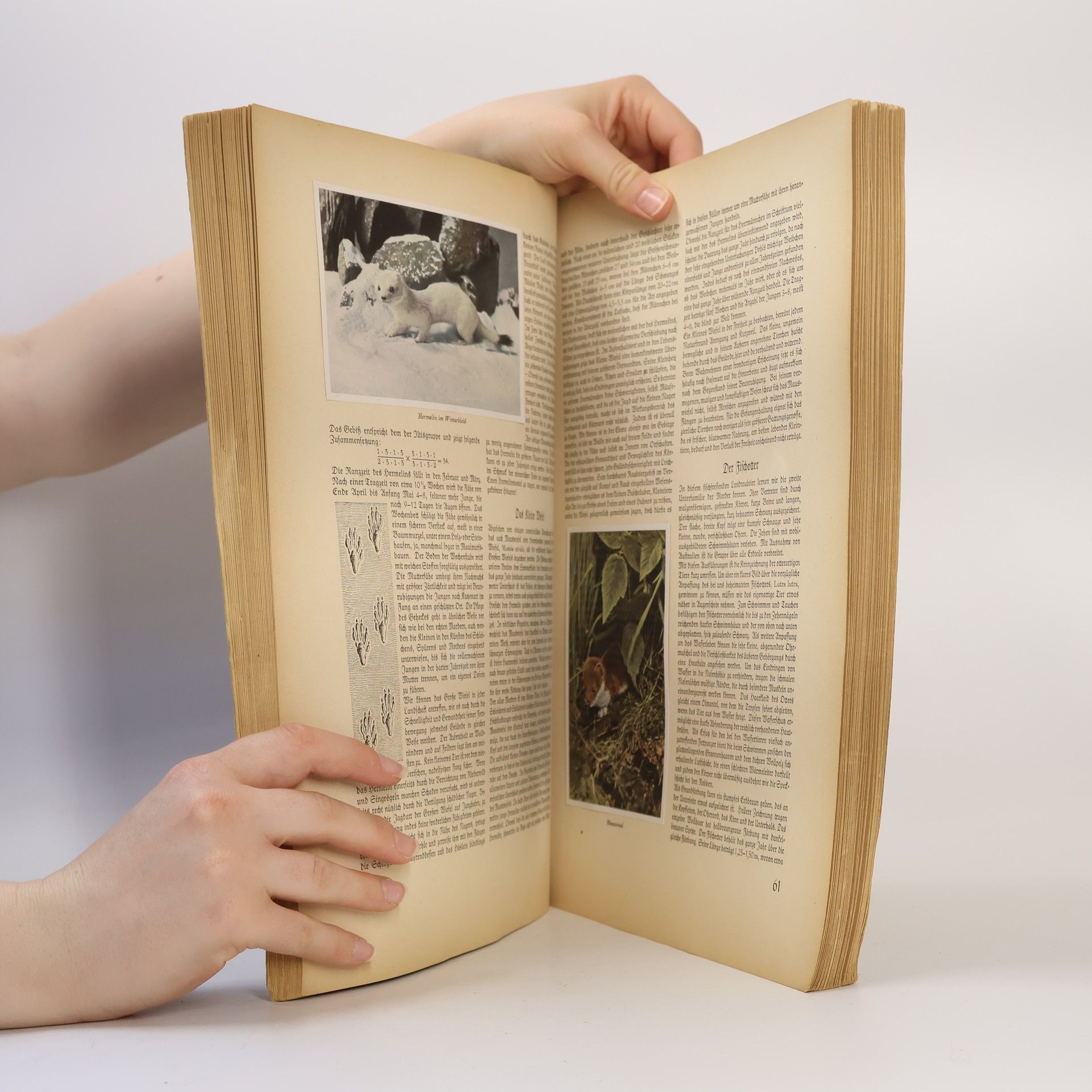 Autorenkollektiv Aus Wald und Flur