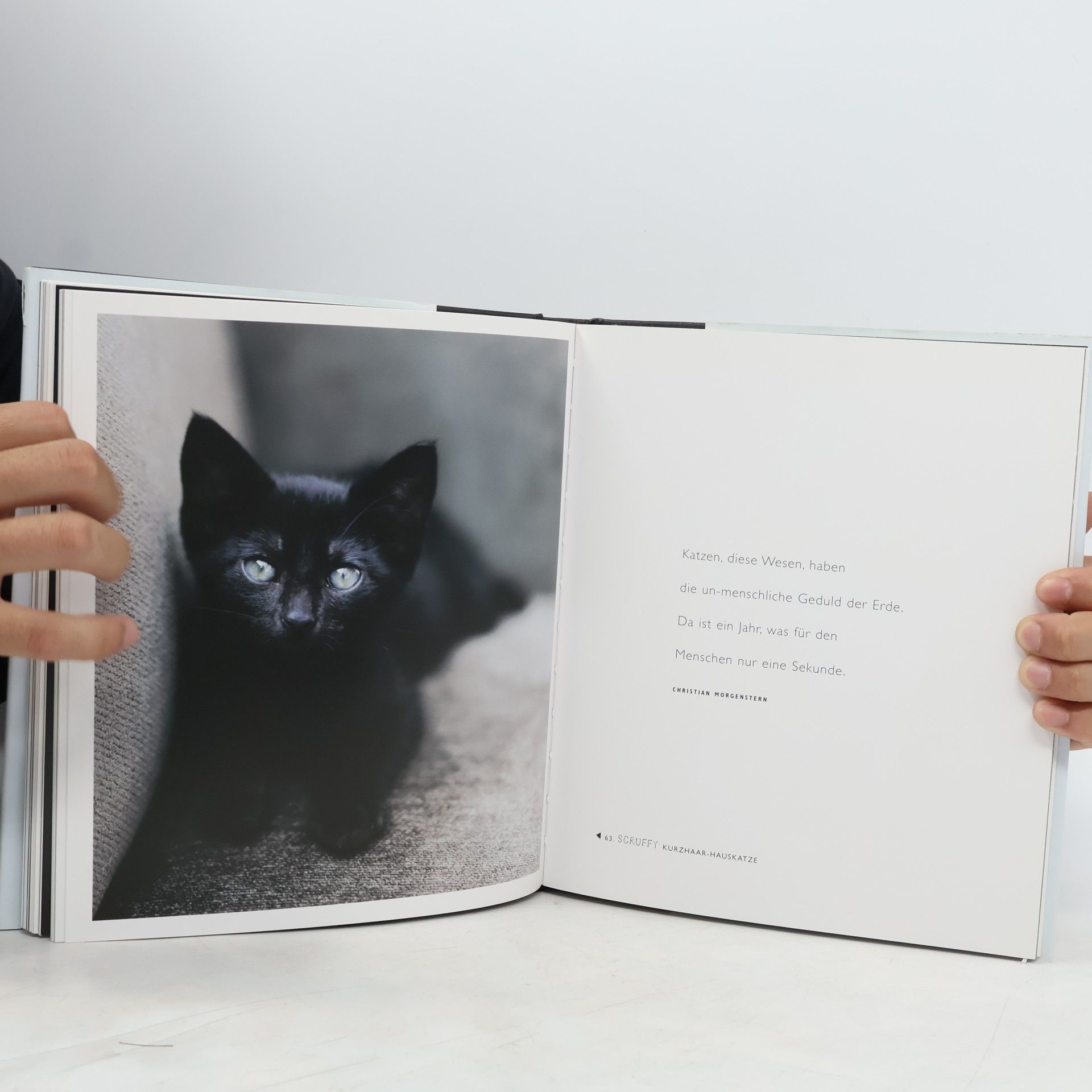 Rachael McKenna 101 Schmusekatzen