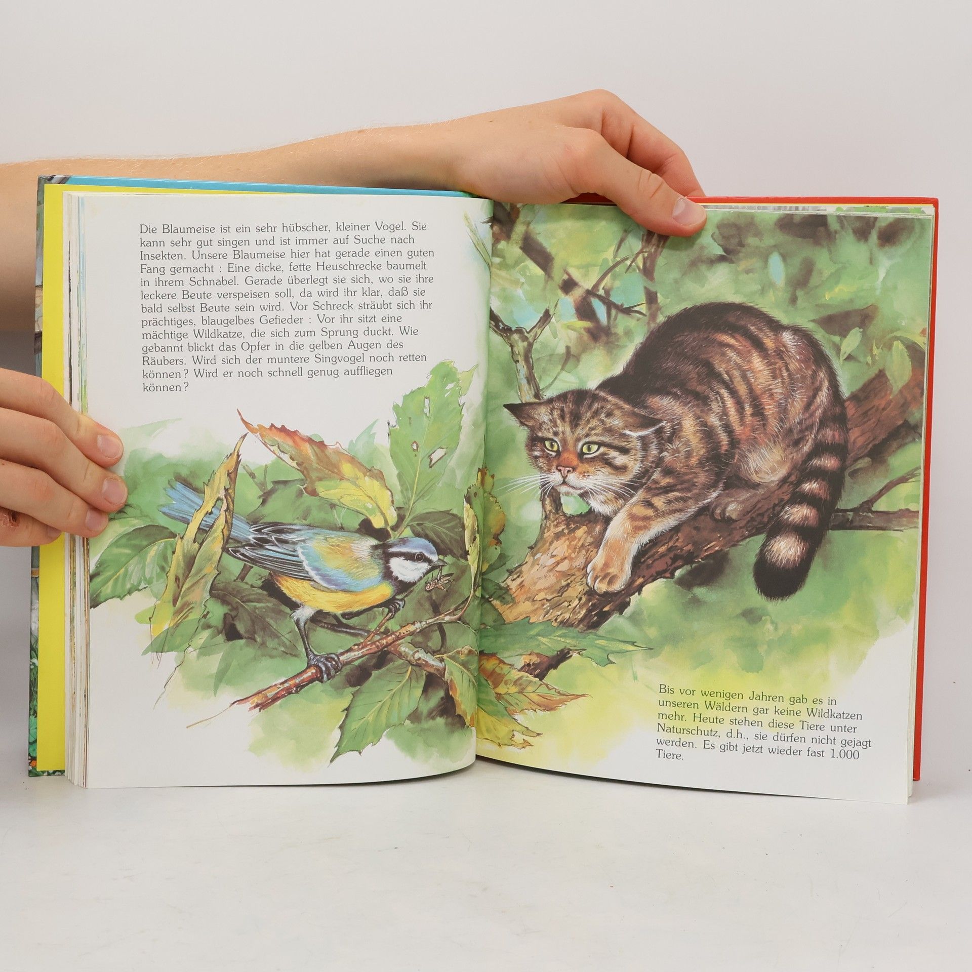 Autores varios Das große Tierbuch