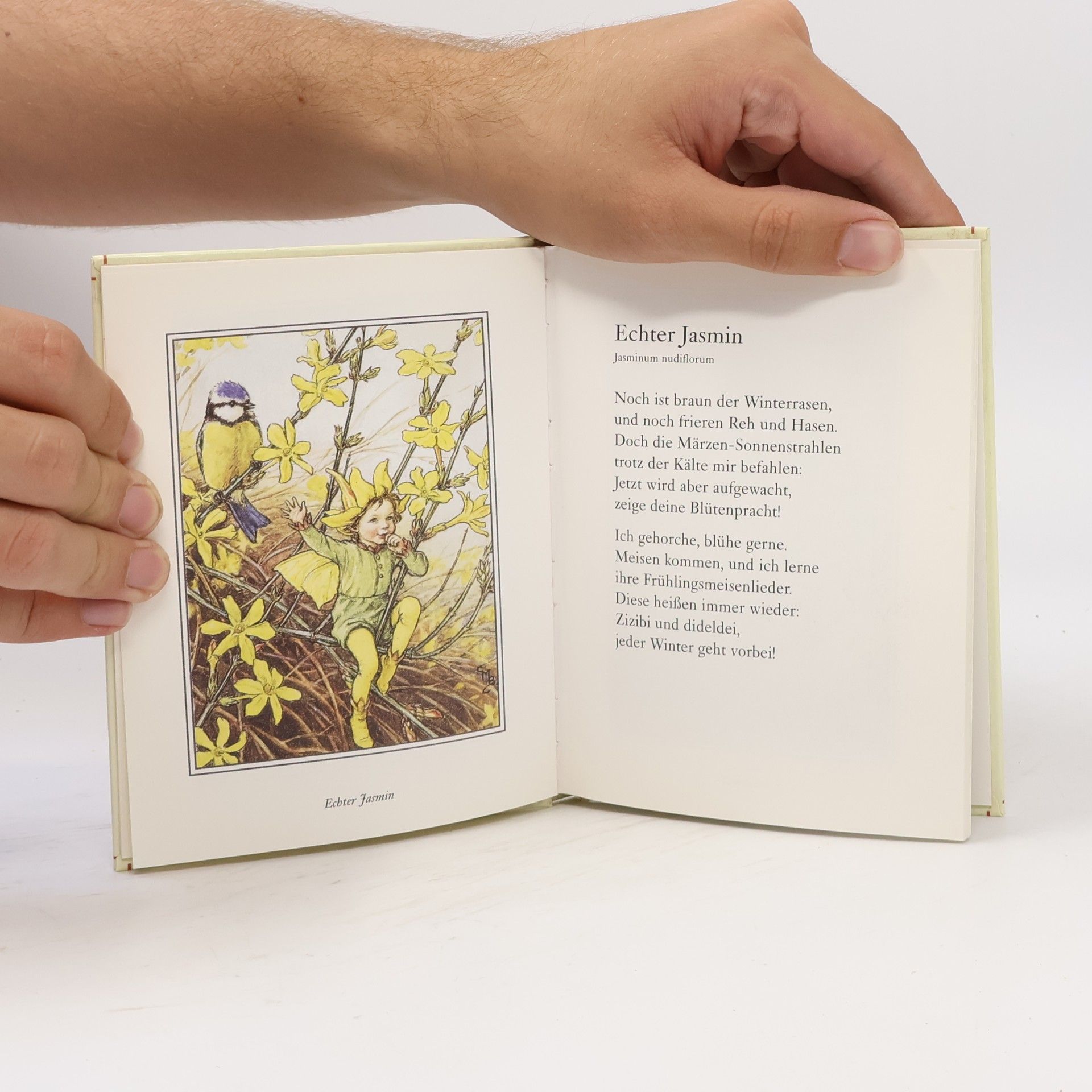 Cicely Mary Barker Flower Fairies. Im Winter.