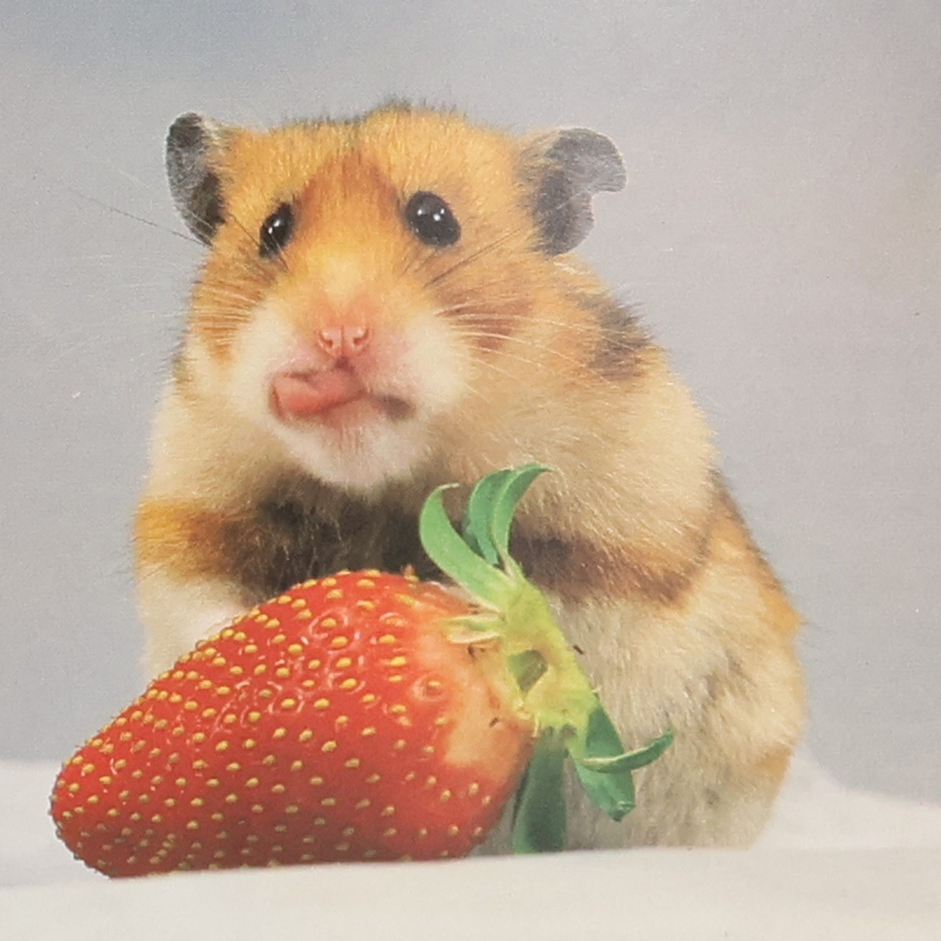 Otto von Frisch Hamster richtig pflegen und verstehen