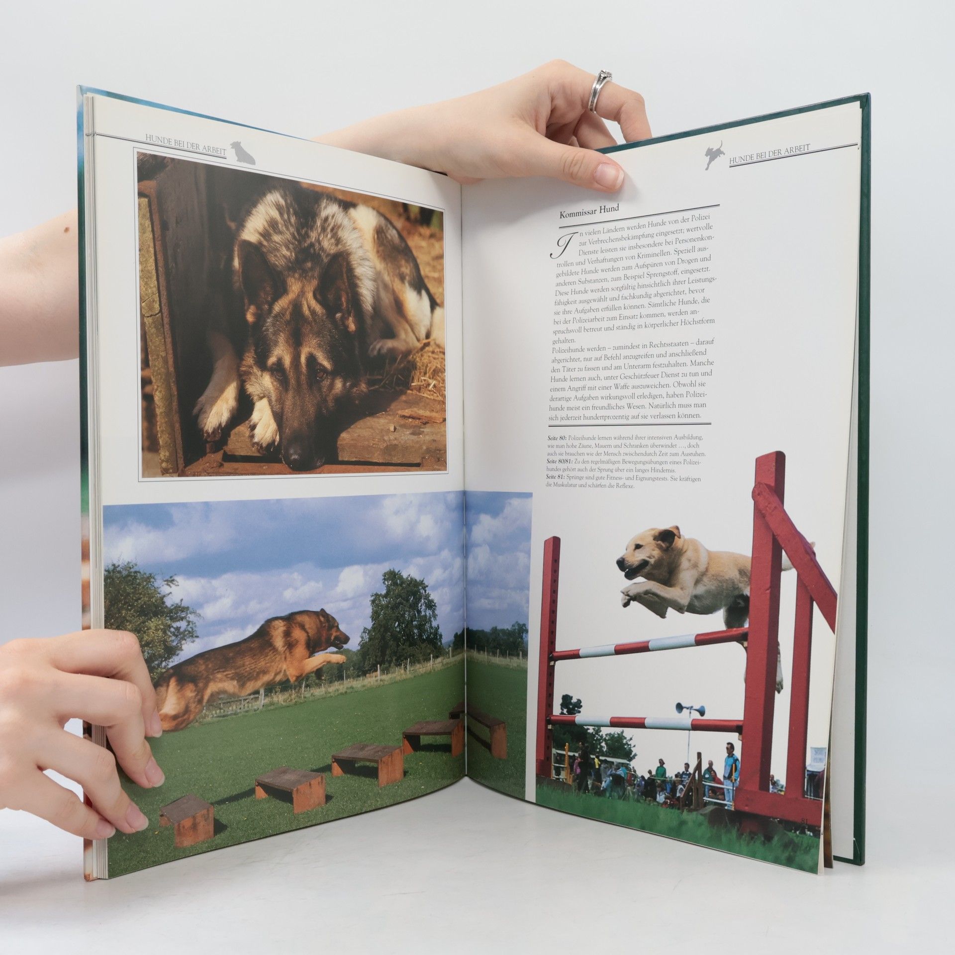 Angela Rixon Faszinierende Welt der Hunde