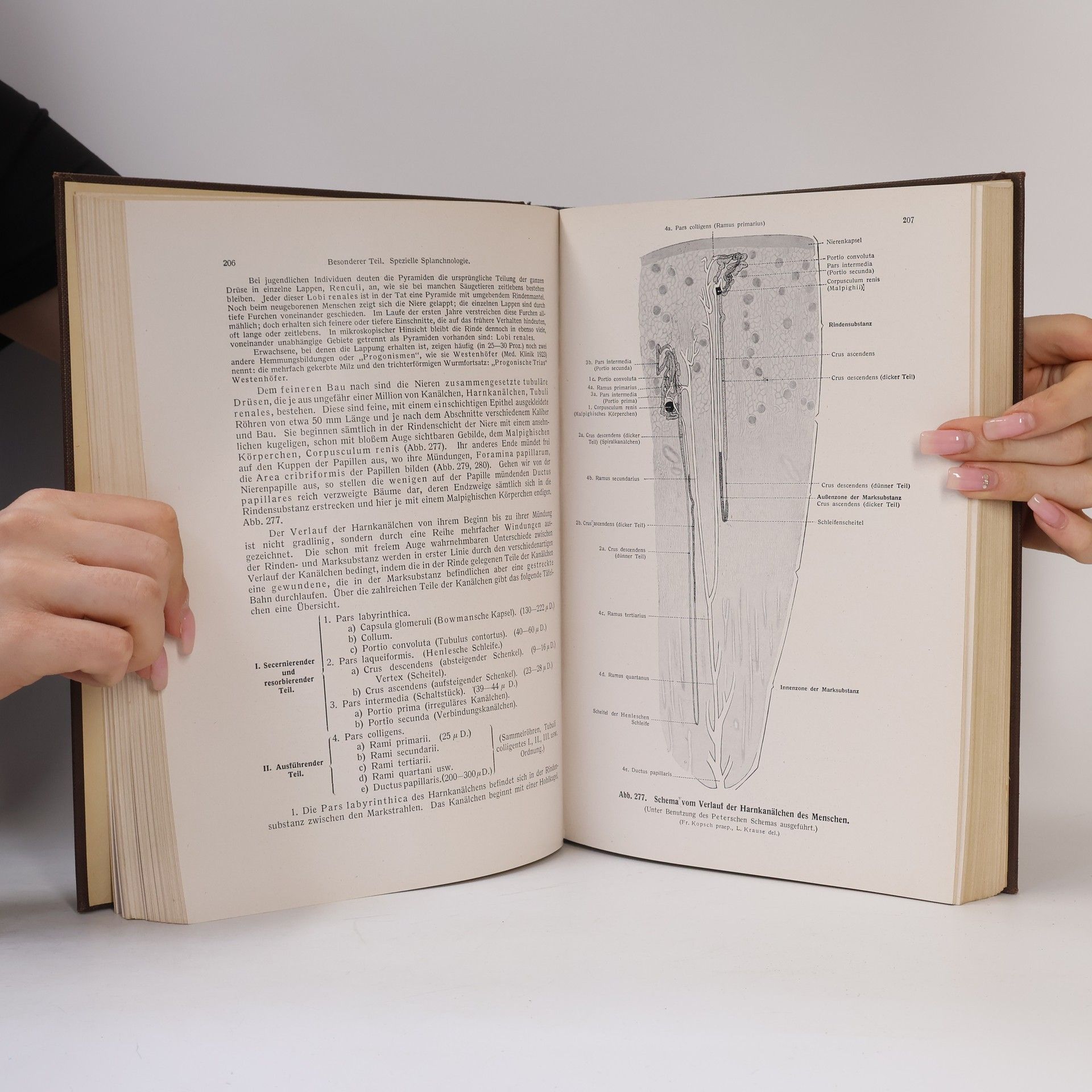 Friedrich Kopsch Lehrbuch und Atlas der Anatomie des Menschen. Band II. Eingeweide - Gefässe