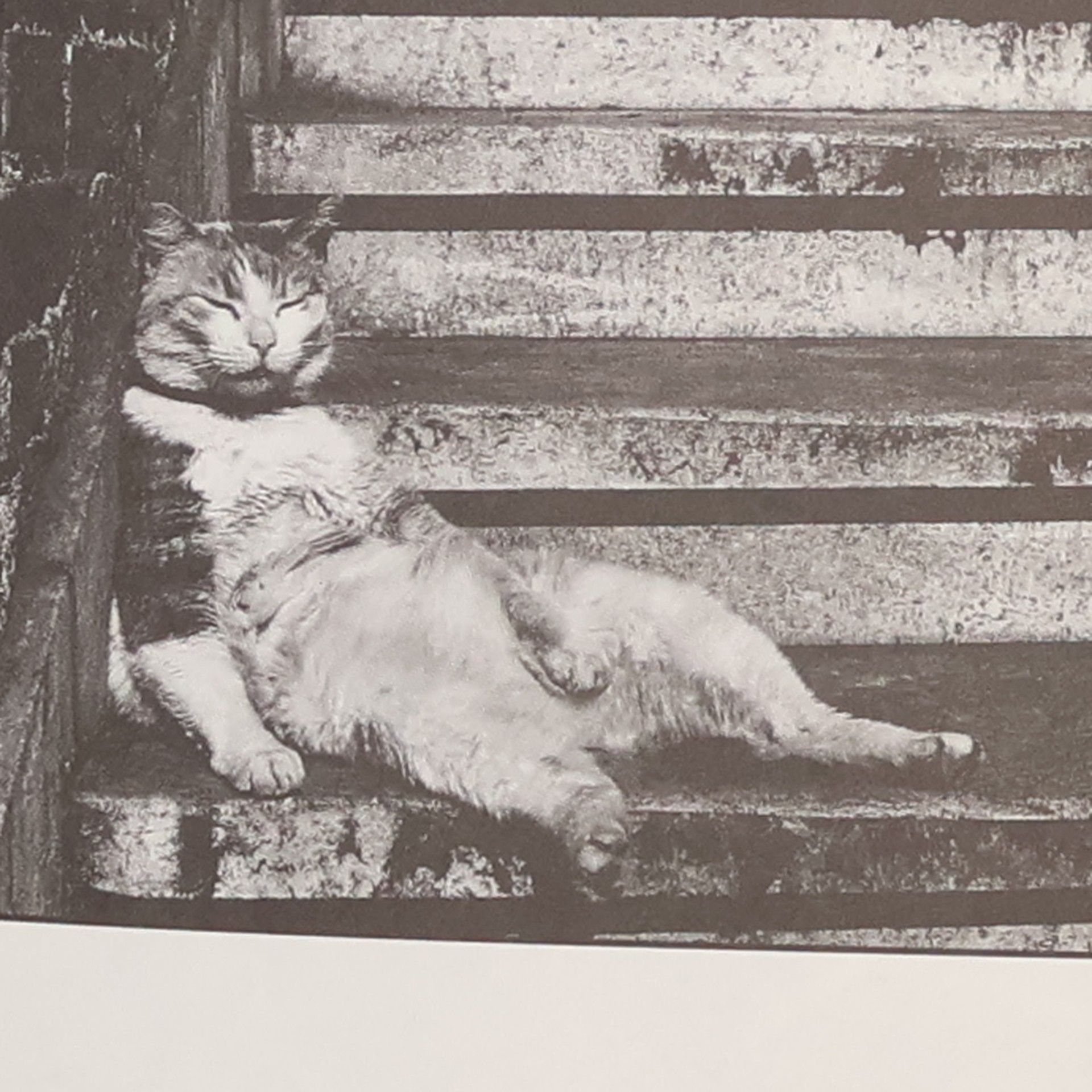 Doris Lessing Doris Lessings Katzenbuch