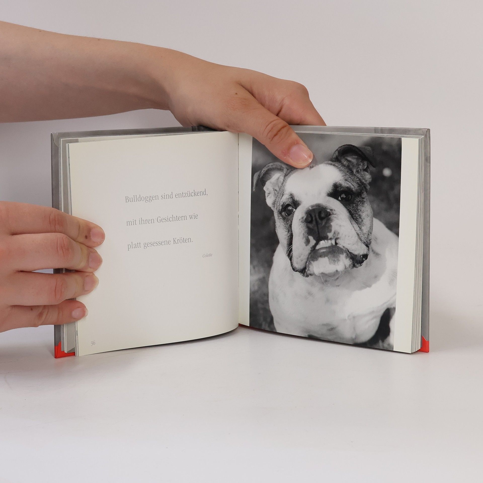 Isabelle Fuchs Hundebabys