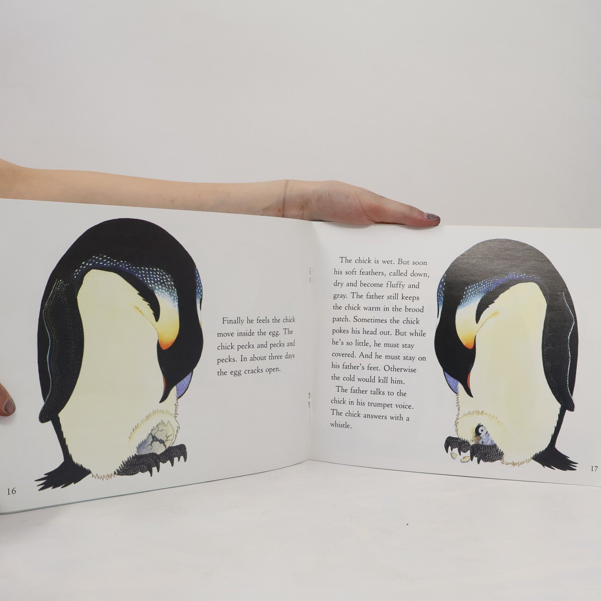 Betty Tatham Let's-Read-and-Find-Out About Science®: Penguin Chick